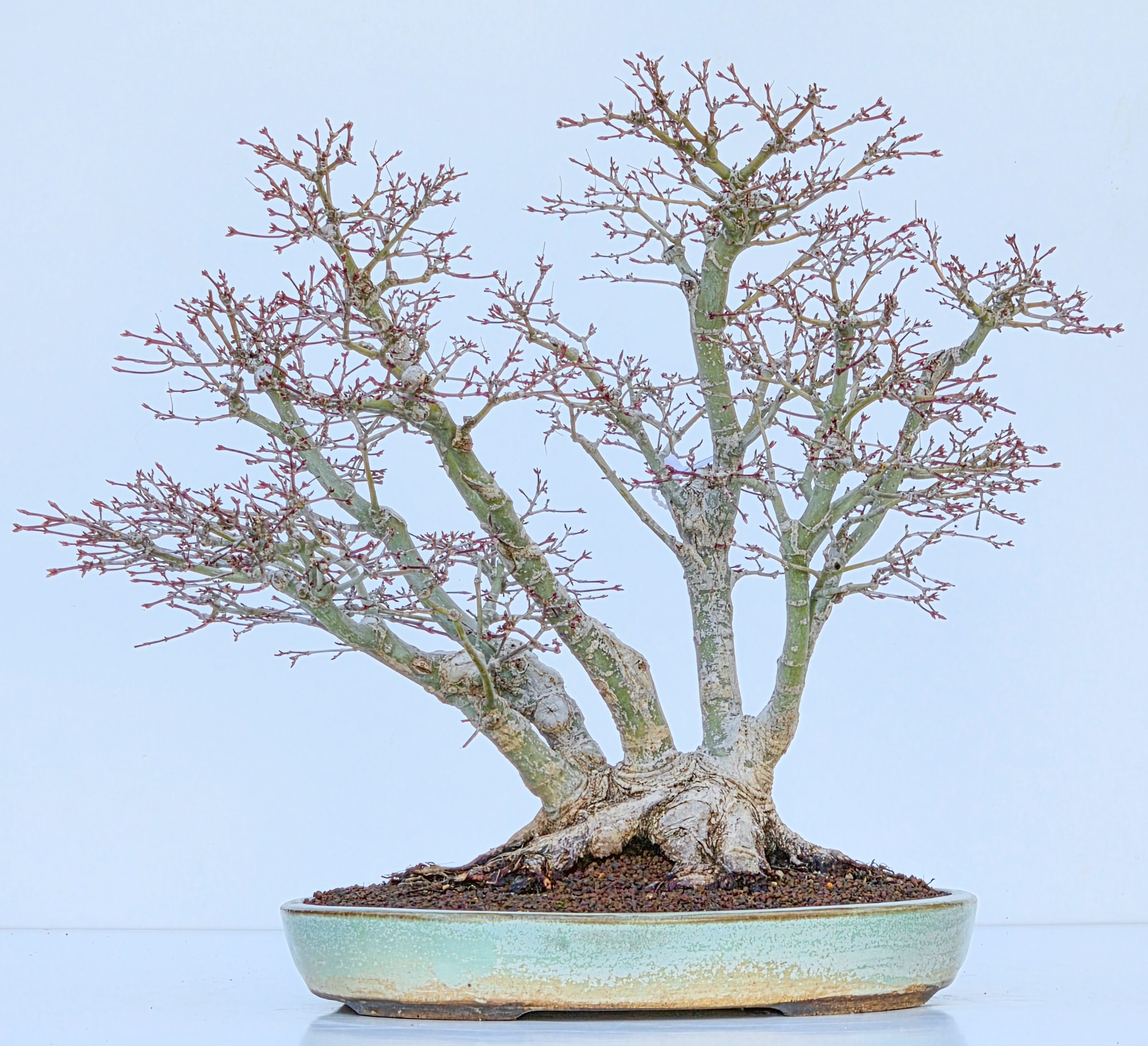 Bonsai Premium Fcherahorn - Acer palmatum Orihime 40cm Video!! | SW13428