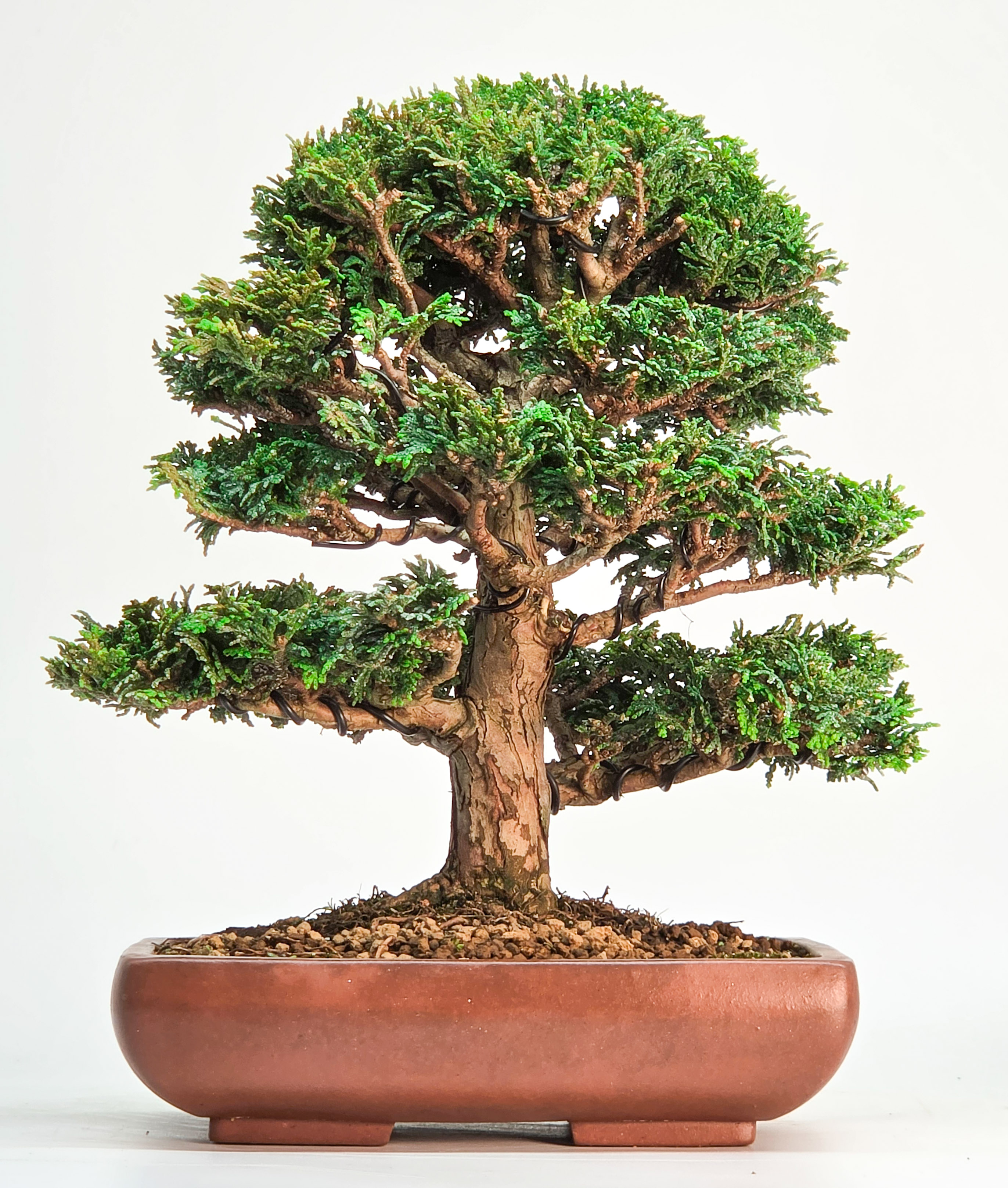 Bonsai Muschelzypresse - Chamaecyparis obtusa 22cm