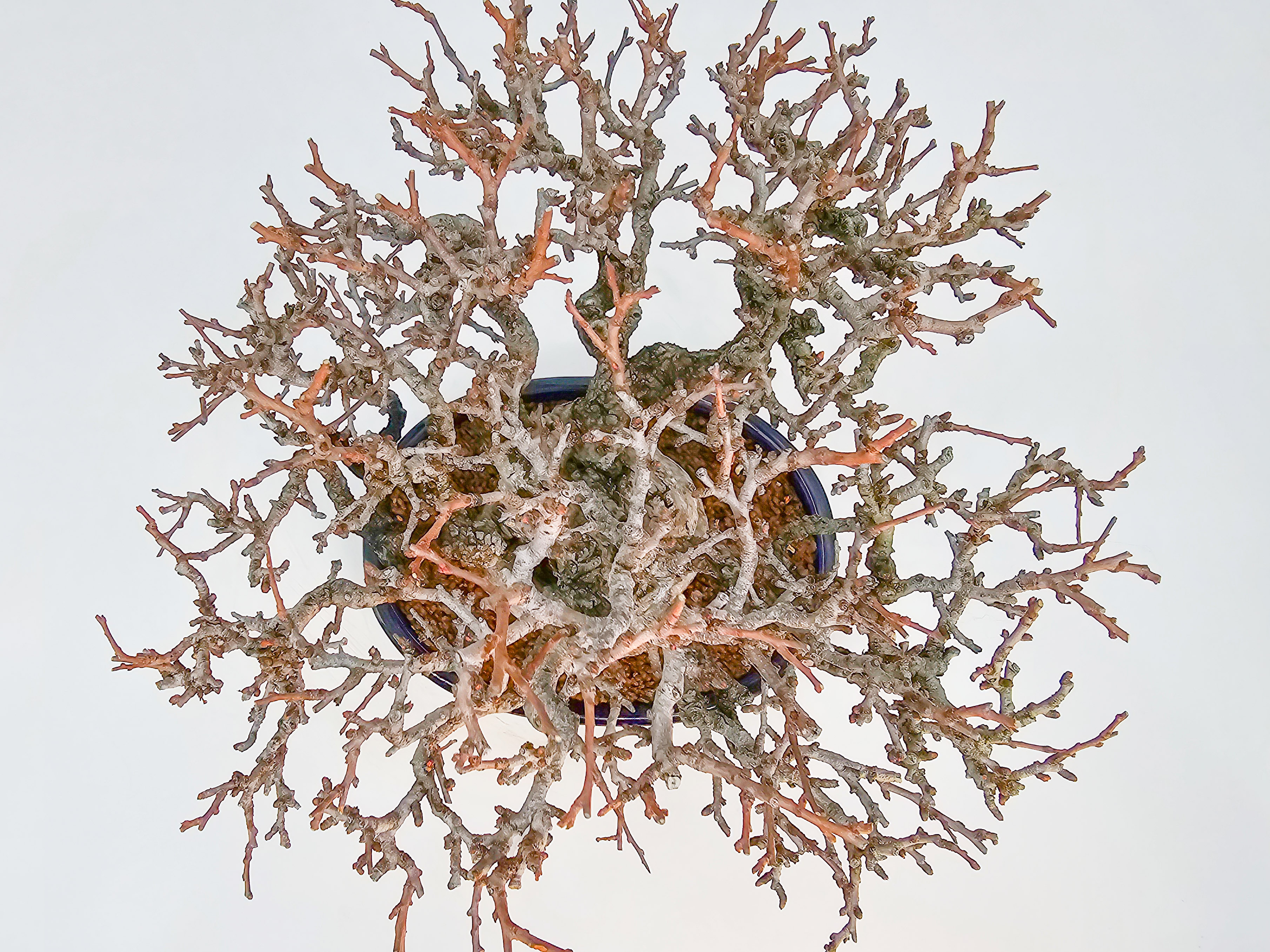 Bonsai Premium Zierquitte - Chaenomeles japonica Shohin 21cm 