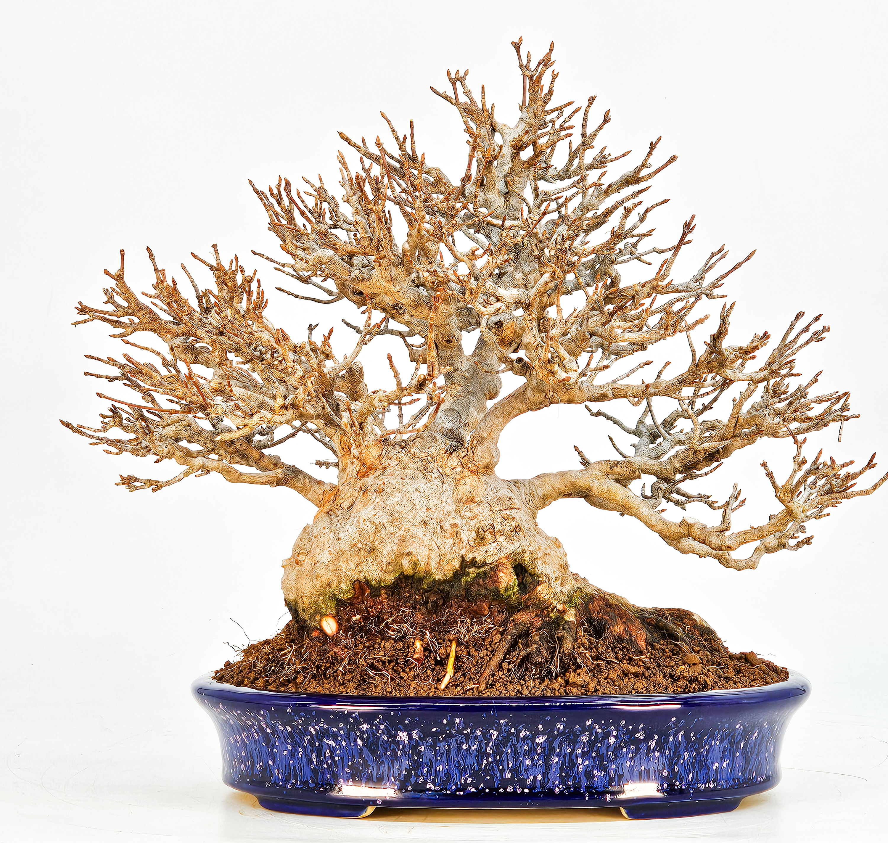 Bonsai Dreispitzahorn - Acer buergerianum 20cm Video!! Bonsai Dreispitzahorn - Acer buergerianum 20cm Video!!