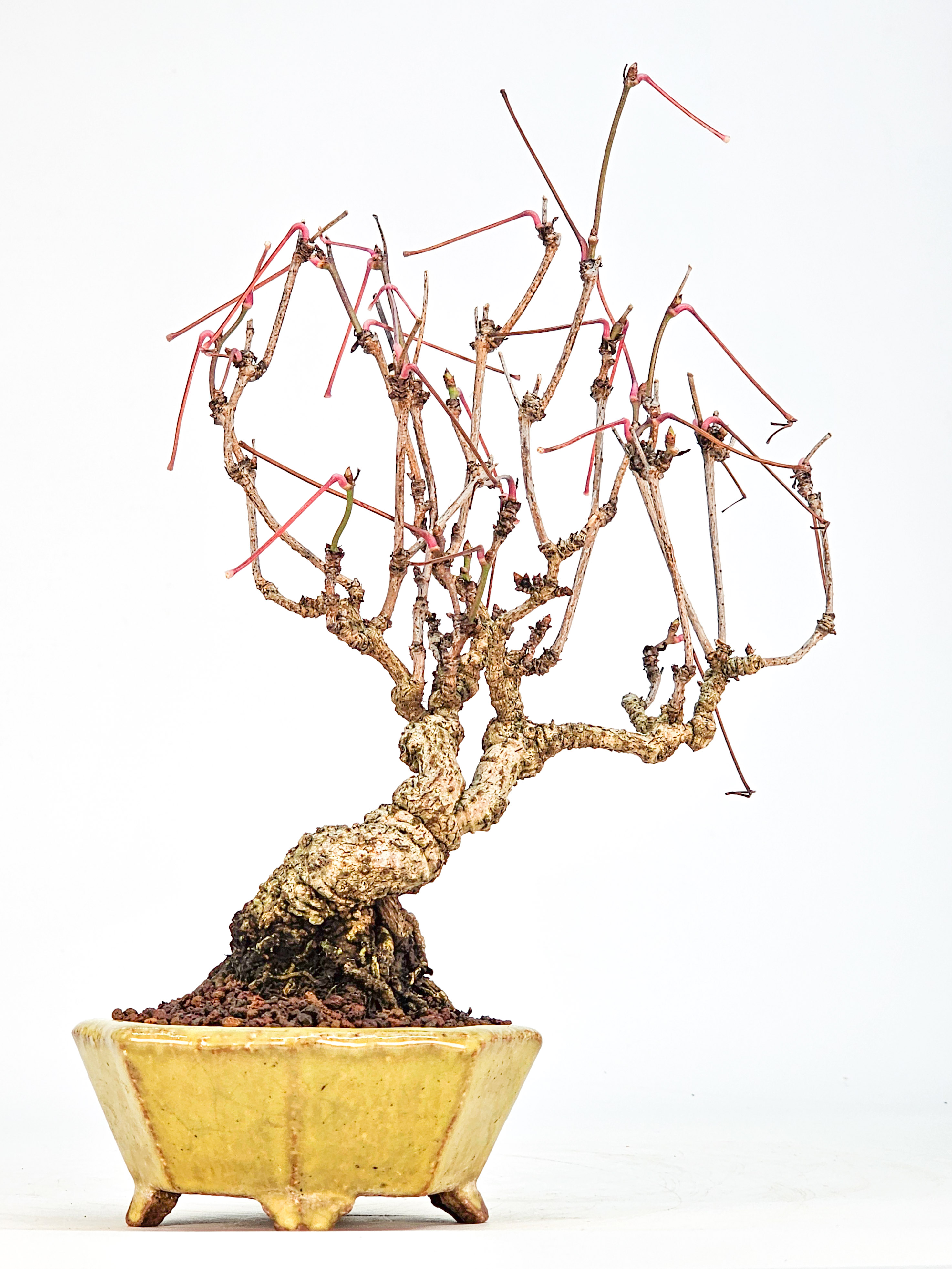 Bonsai Akebia quinata Shohin 20cm