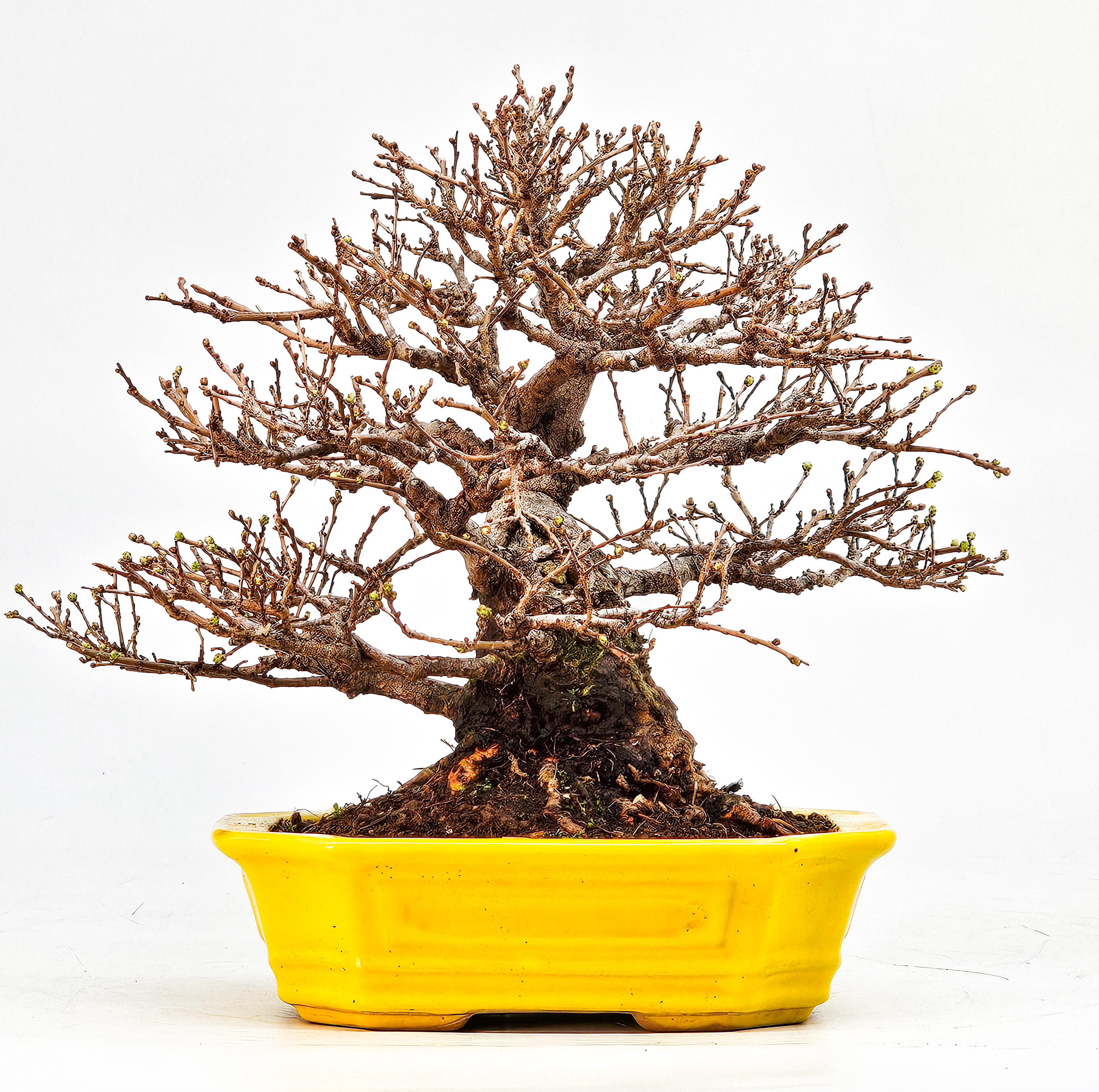 Bonsai Japanische Ulme - Ulmus parvifolia Shohin 14cm Video!!!!