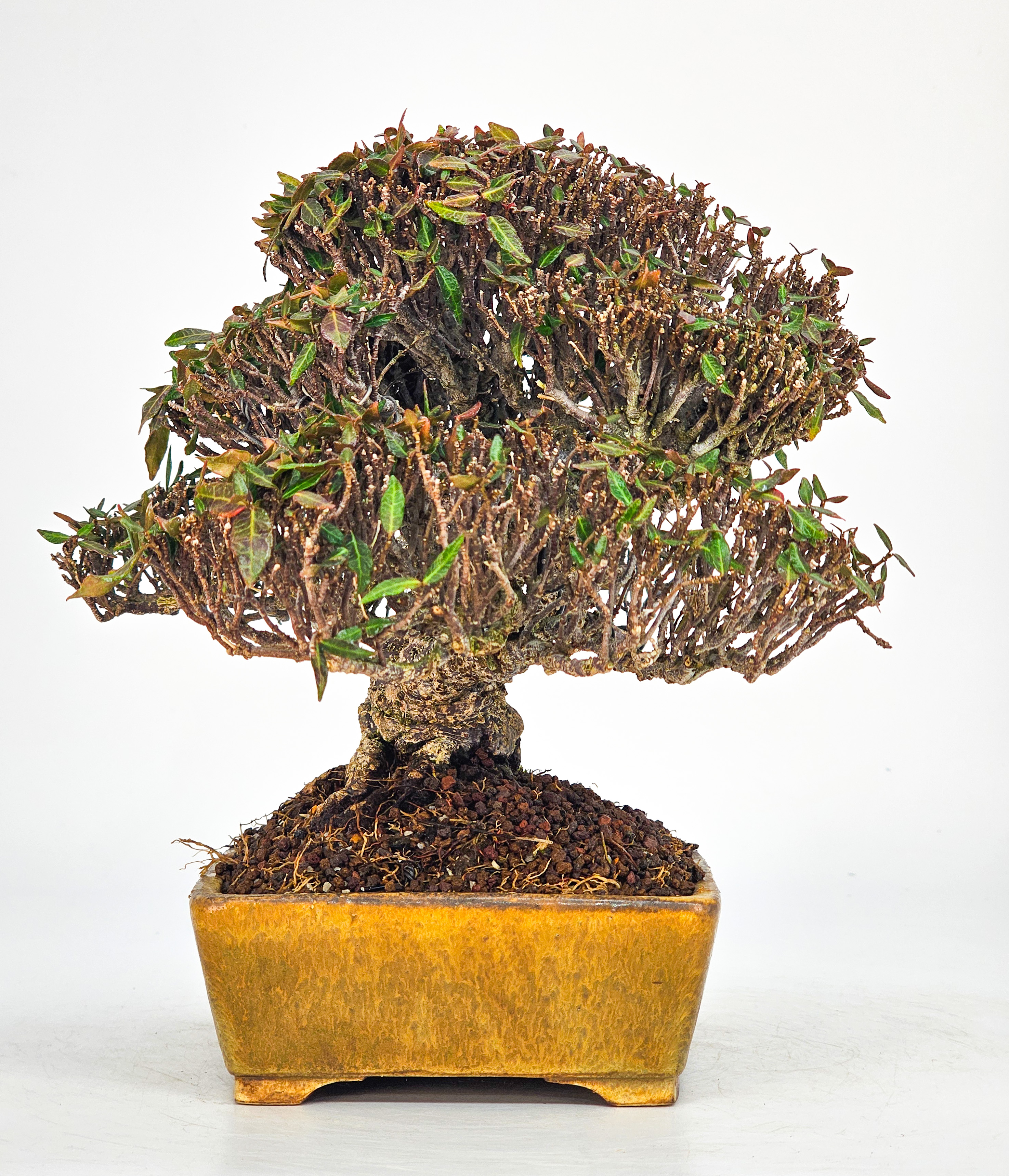 Bonsai Sternjasmin - Trachelospermum asiaticum Shohin 17cm