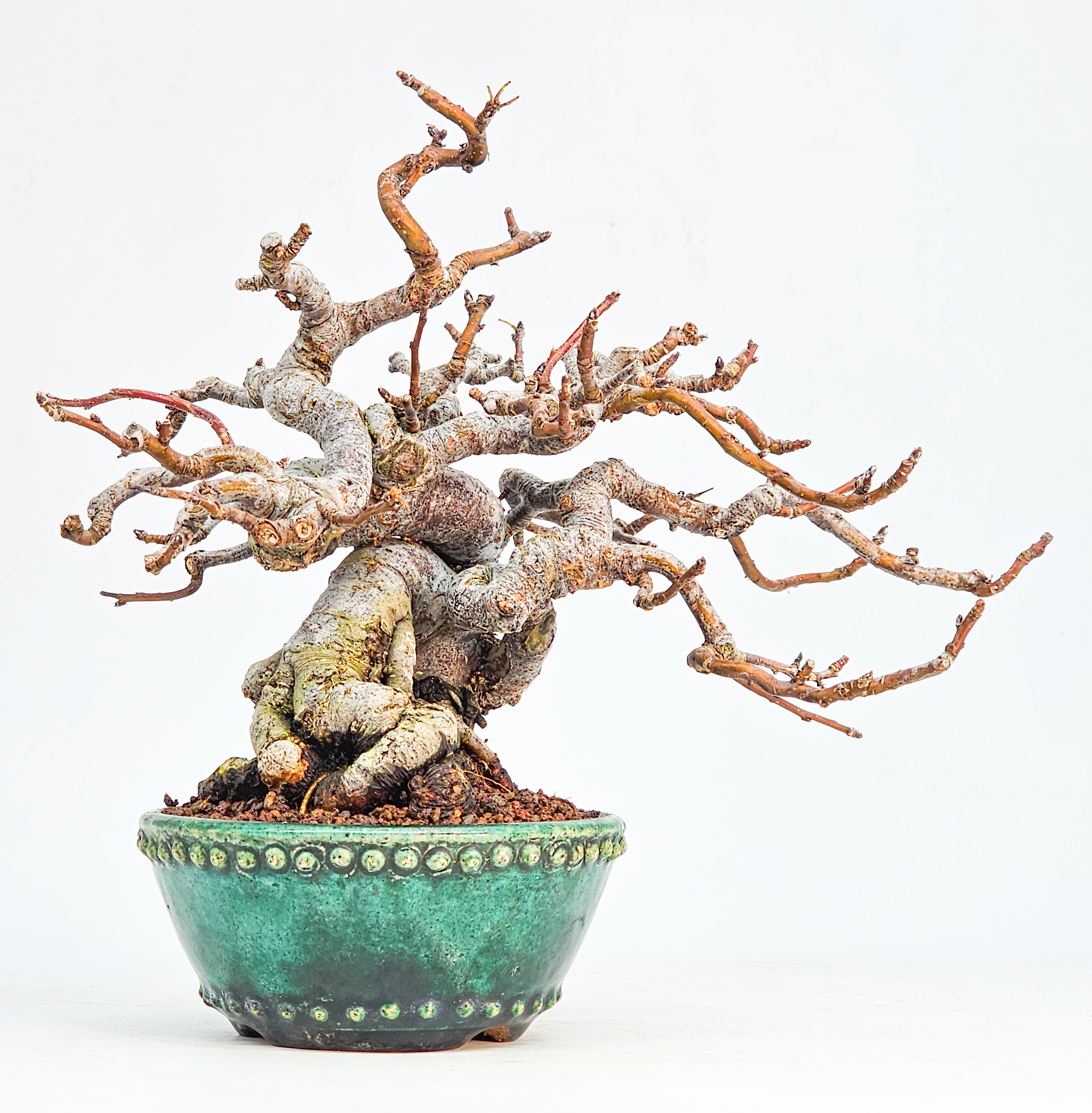 Bonsai Premium Apfel - Malus Shohin 11cm 