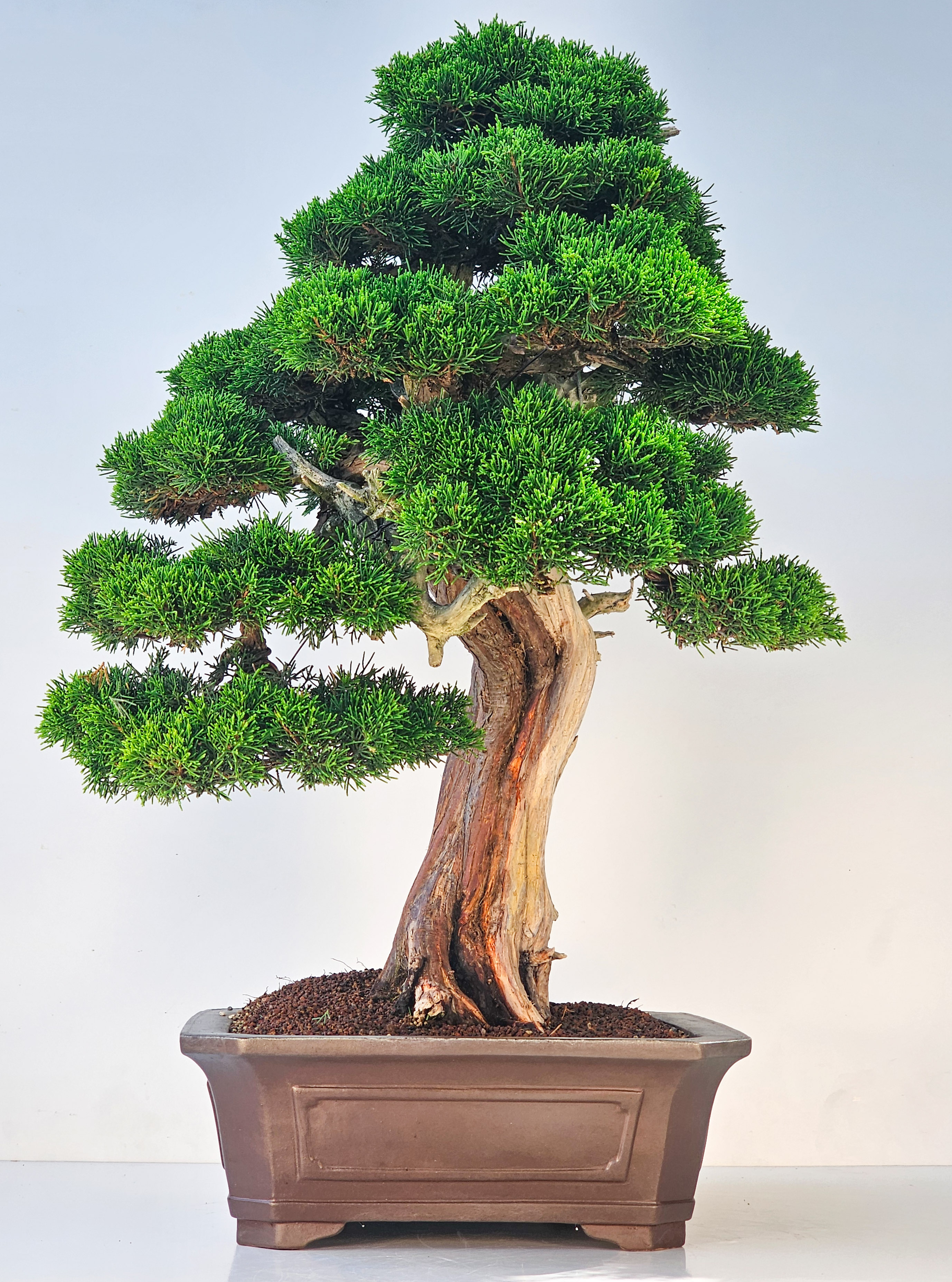 Bonsai Wacholder Juniperus chinensis shimpaku 66 cm Video!!