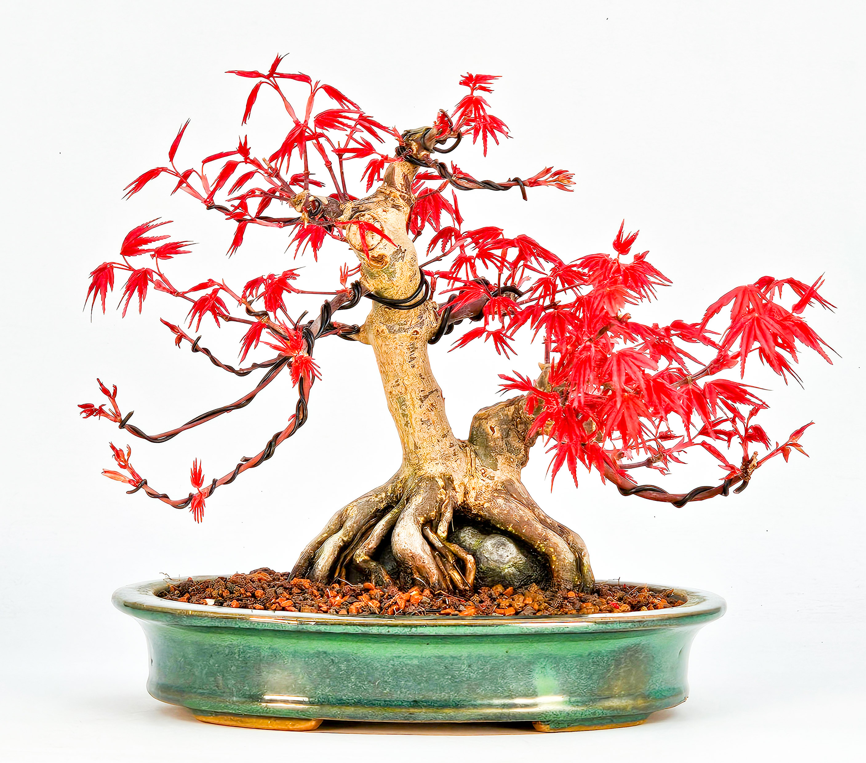 Bonsai Fächerahorn Acer palmatum Deshojo Ishizuki 16cm