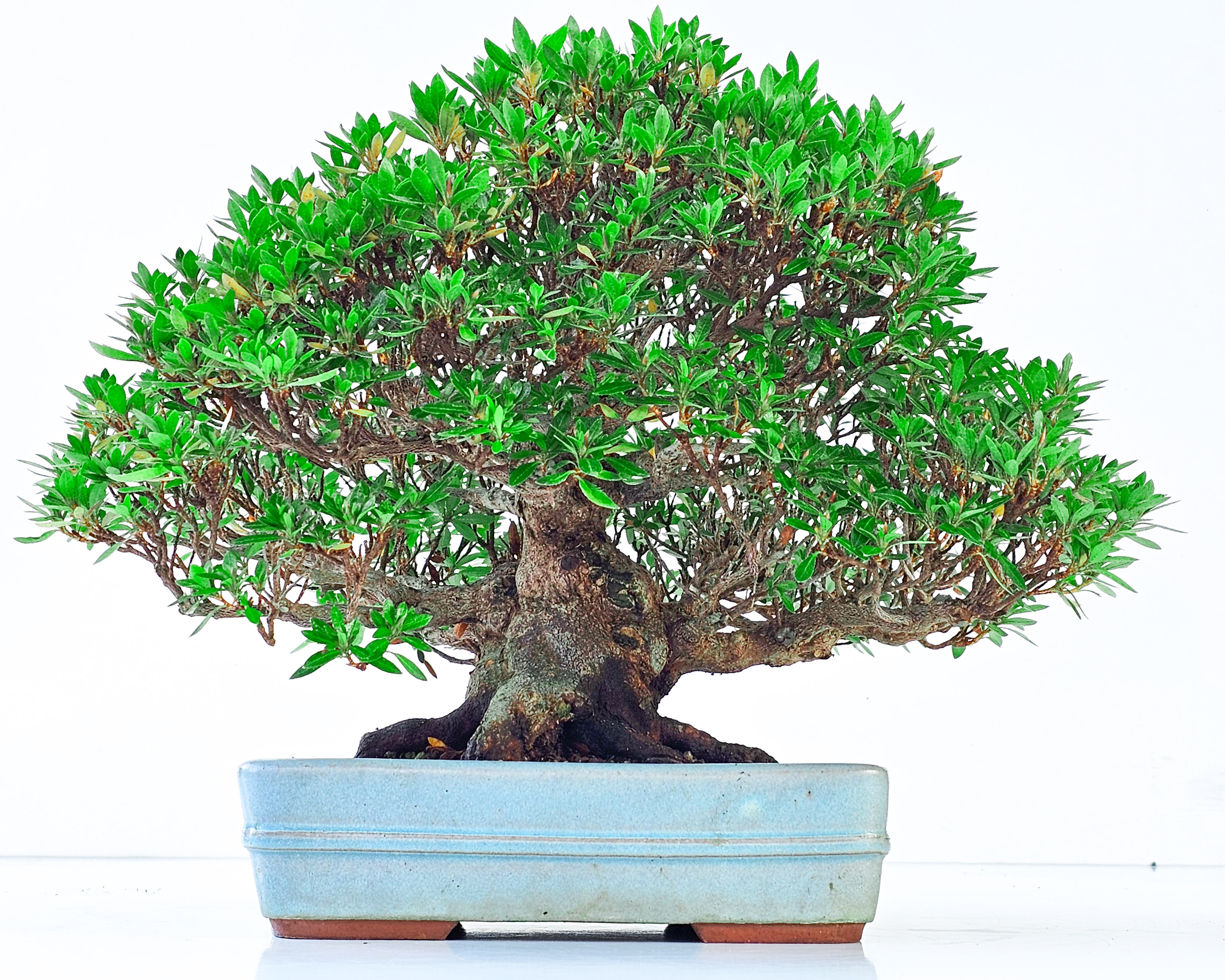 Bonsai Azalee - Rhododendron indicum osakazuki 23cm 
