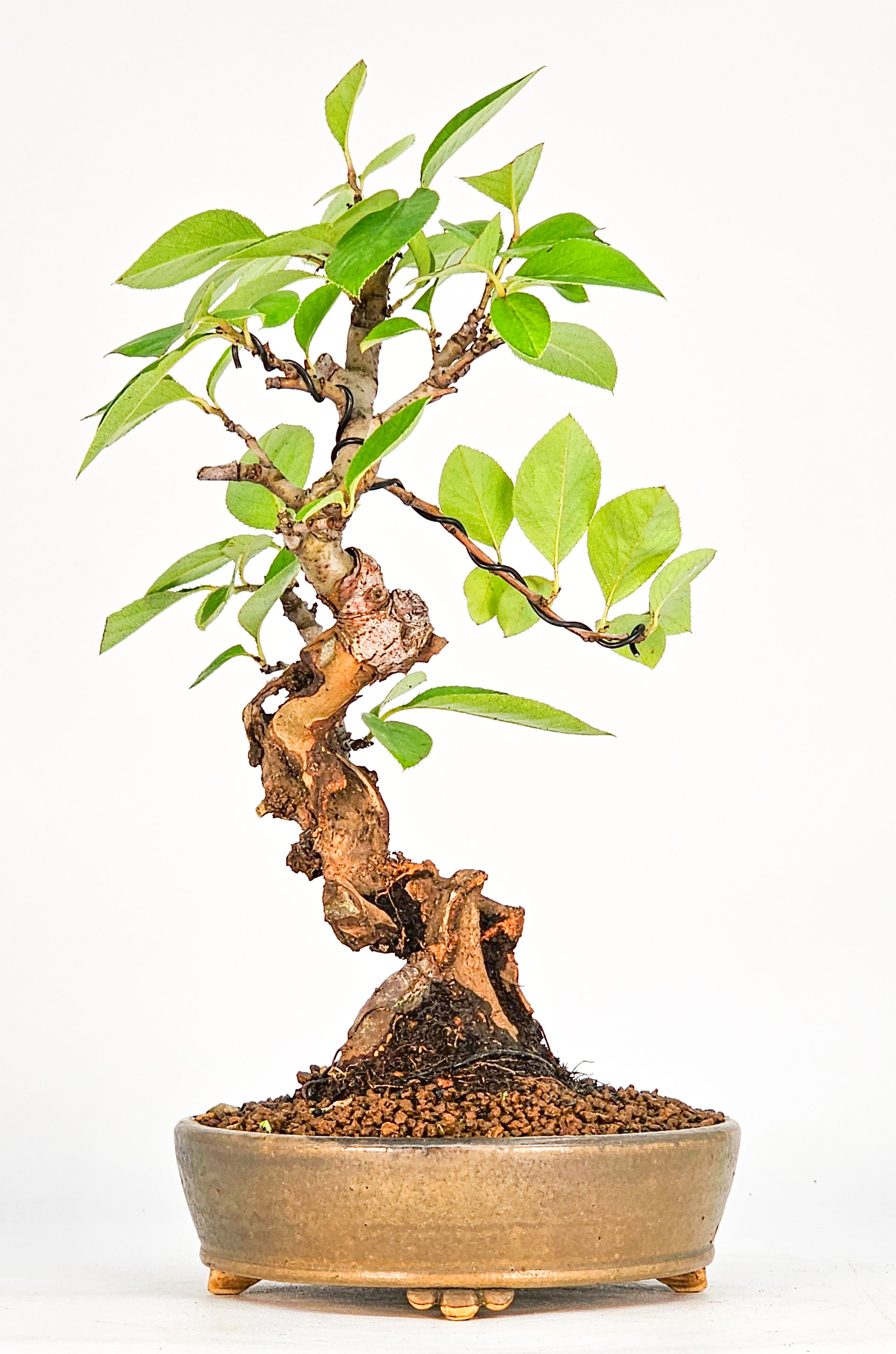 Bonsai Quitte - Pseudocydonia sinensis Shohin 21cm