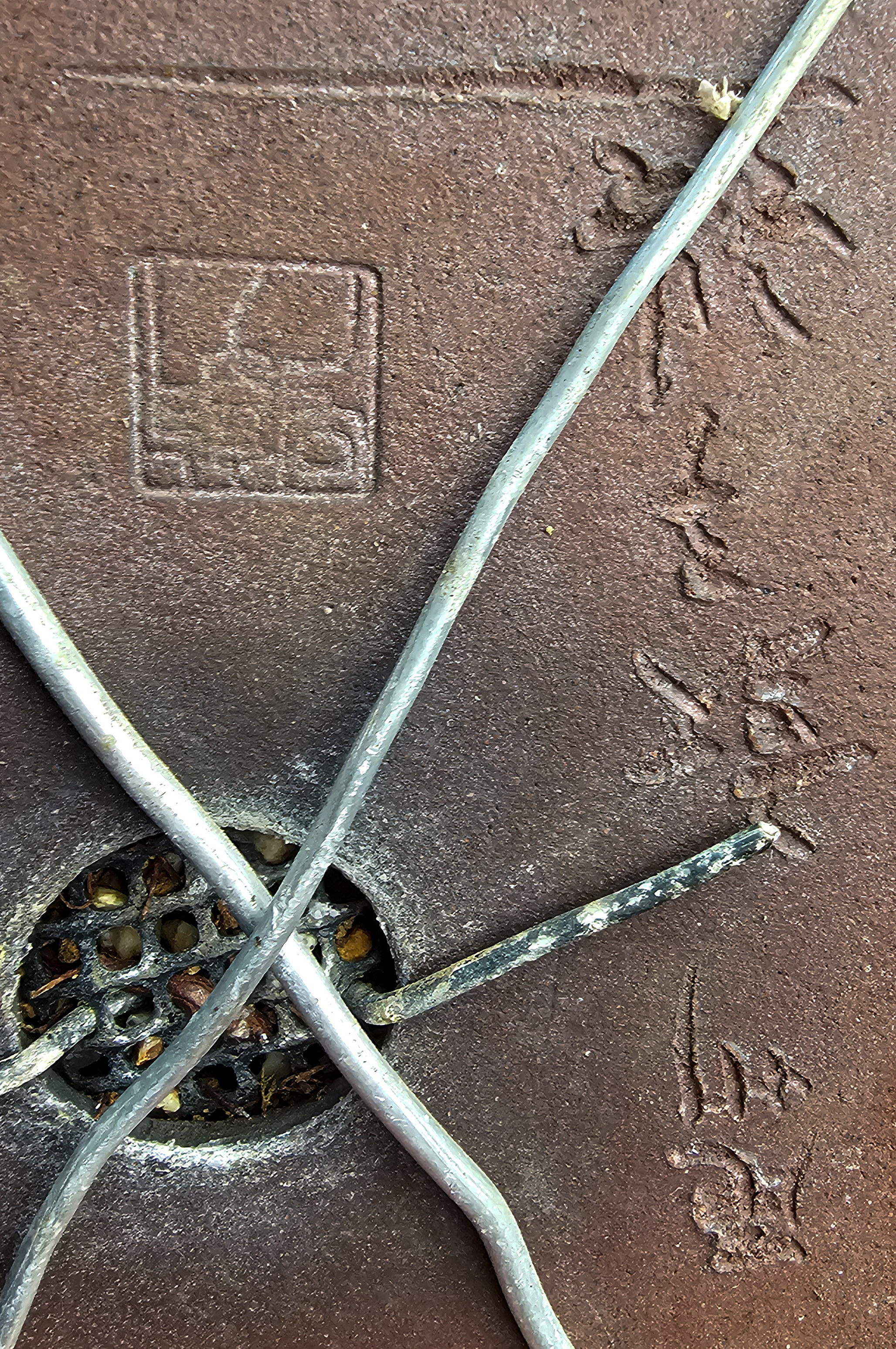 Bonsai Chamaecyparis obtusa Sekka hinoki 27cm