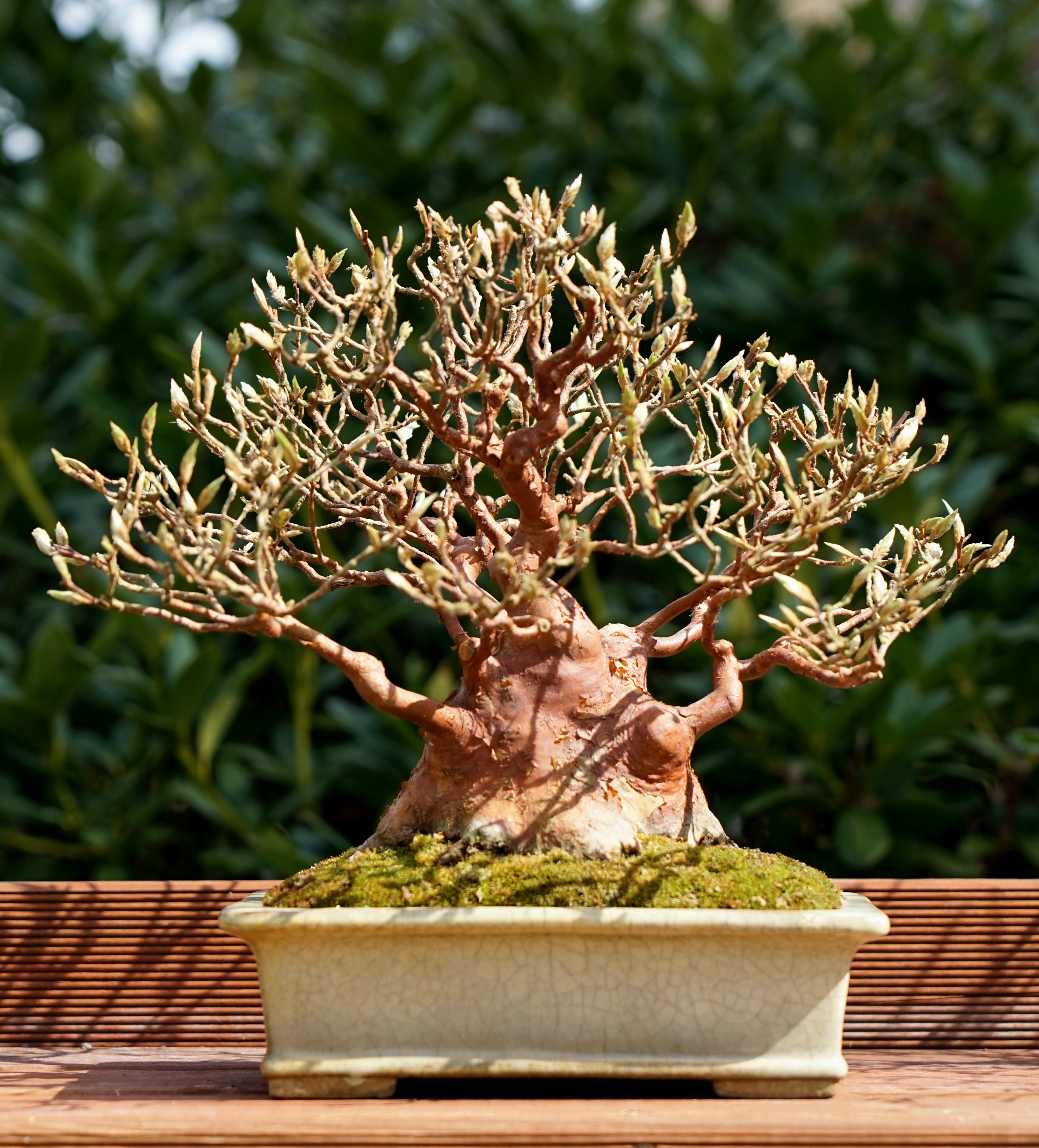 Bonsai Scheinkamelie - Stewartie 24cm