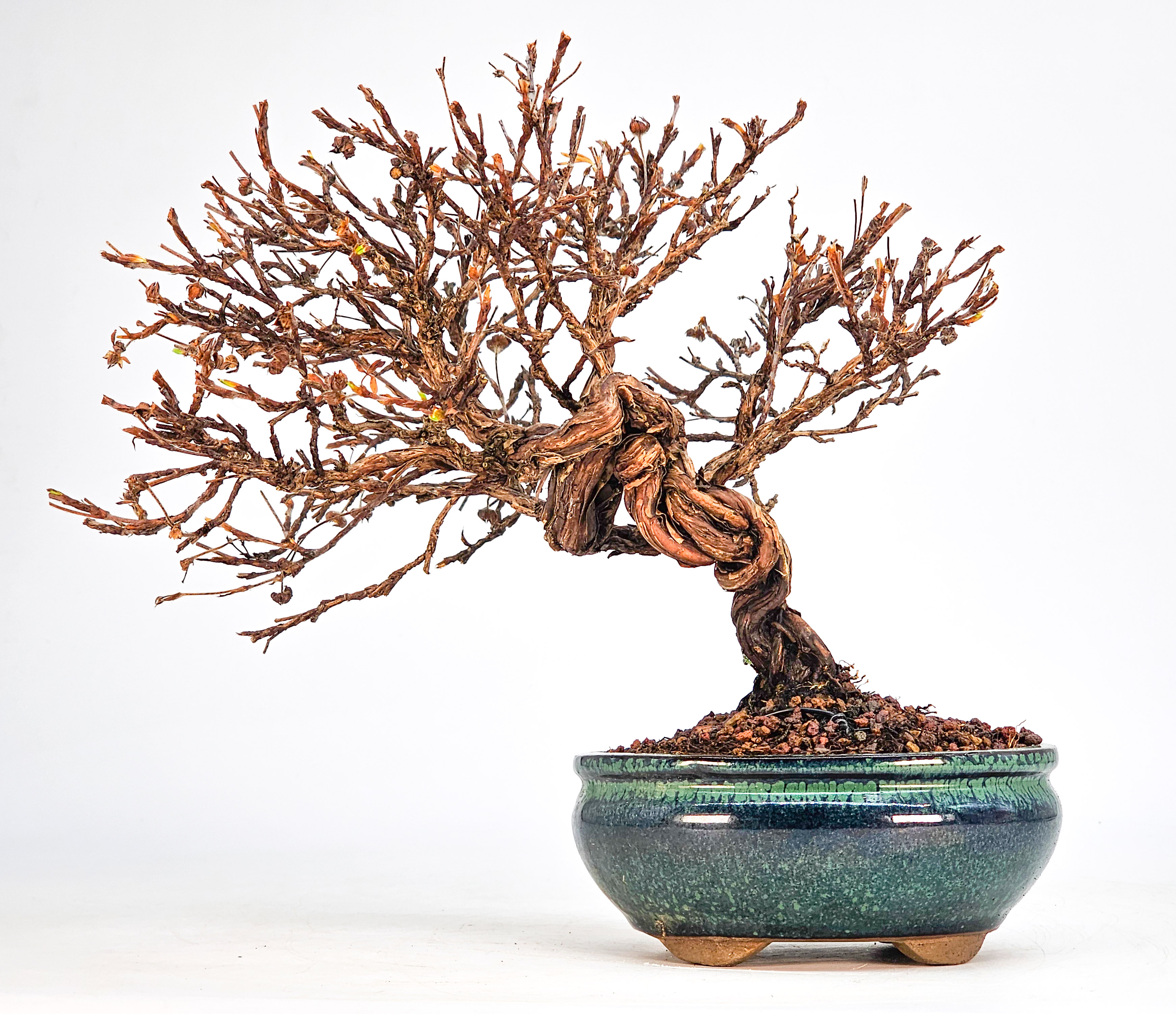 Bonsai Potentilla fruticosa - Fingerstrauch Shohin 19cm