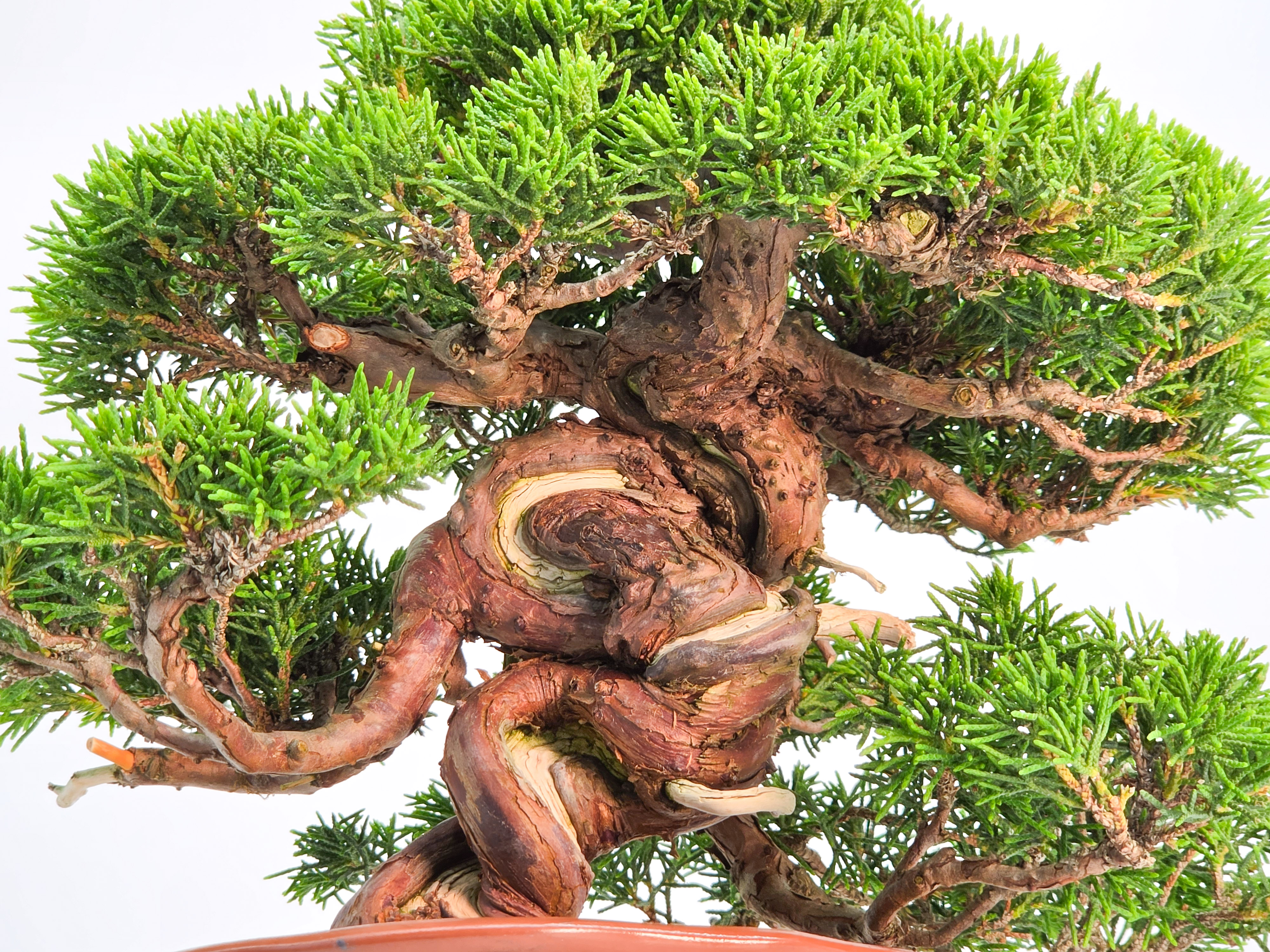 Bonsai Premium Wacholder - Juniperus chinensis Shohin 17cm
