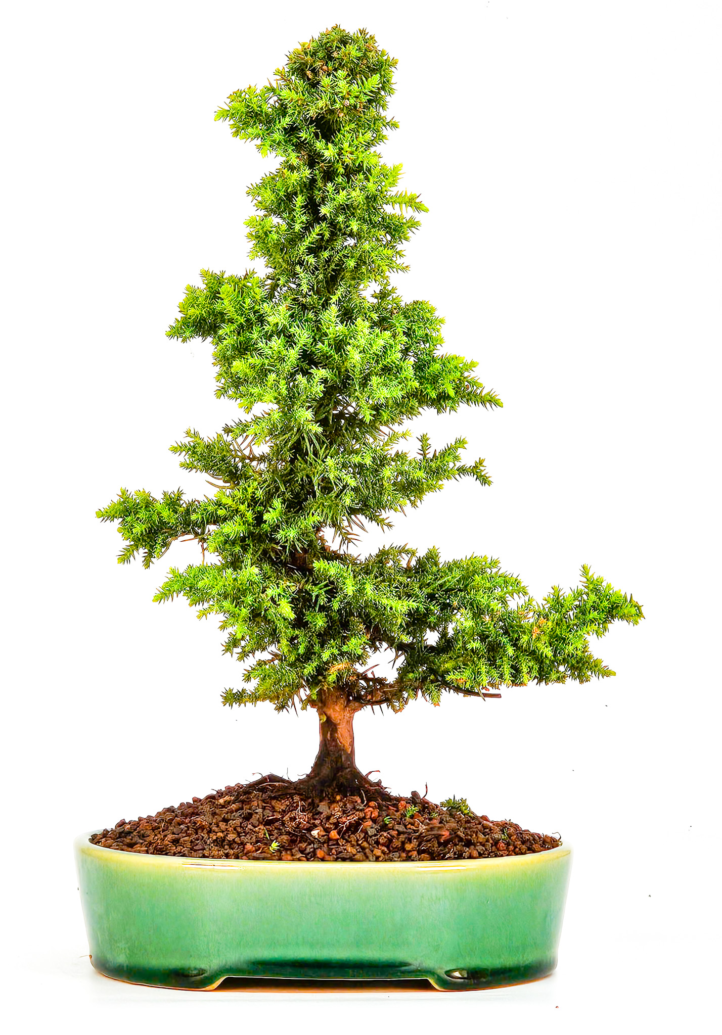 Bonsai Sicheltanne Cryptomeria Japonica 24cm  
