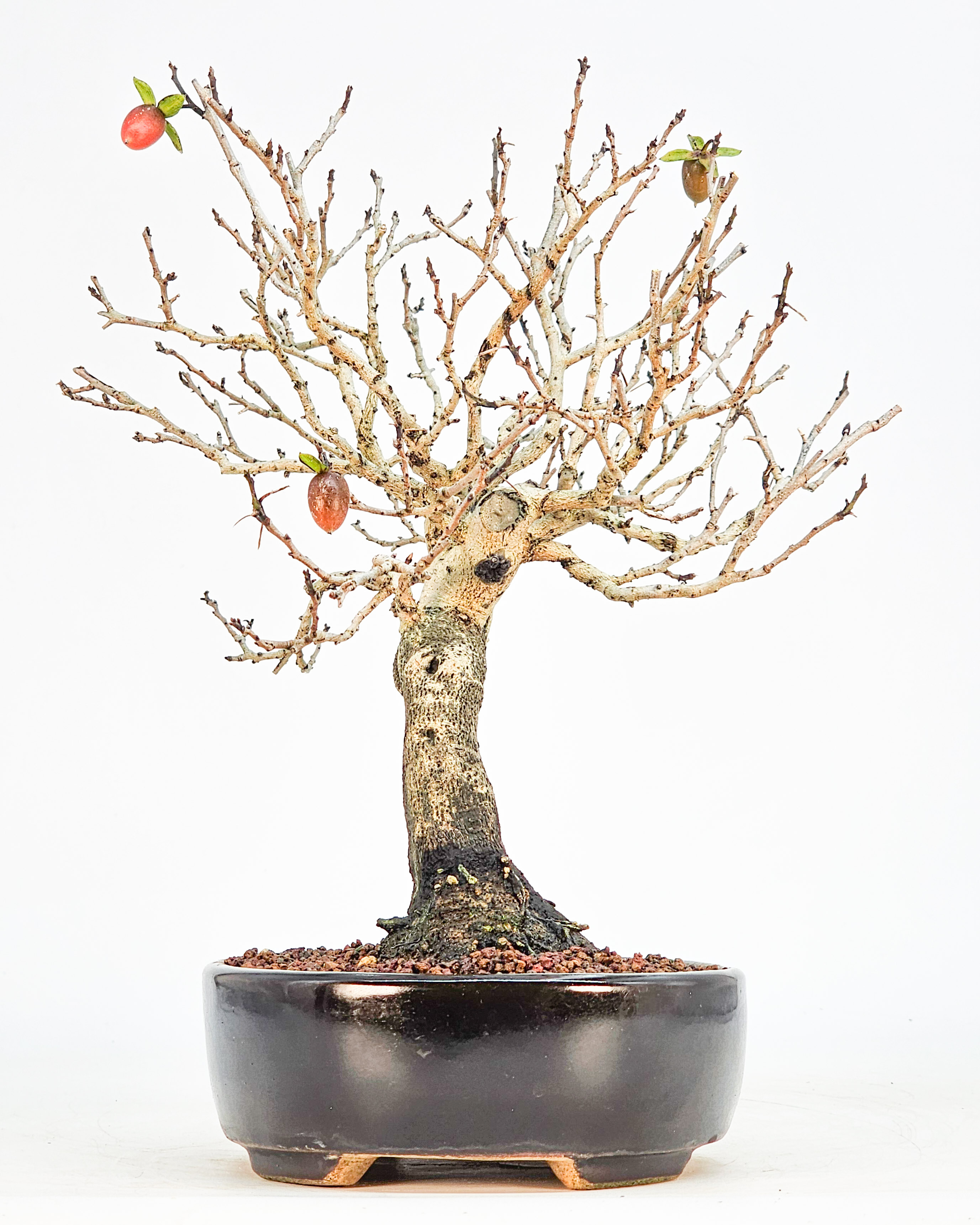 Bonsai Kakipflaume - Diospyros kaki Shohin 21cm 