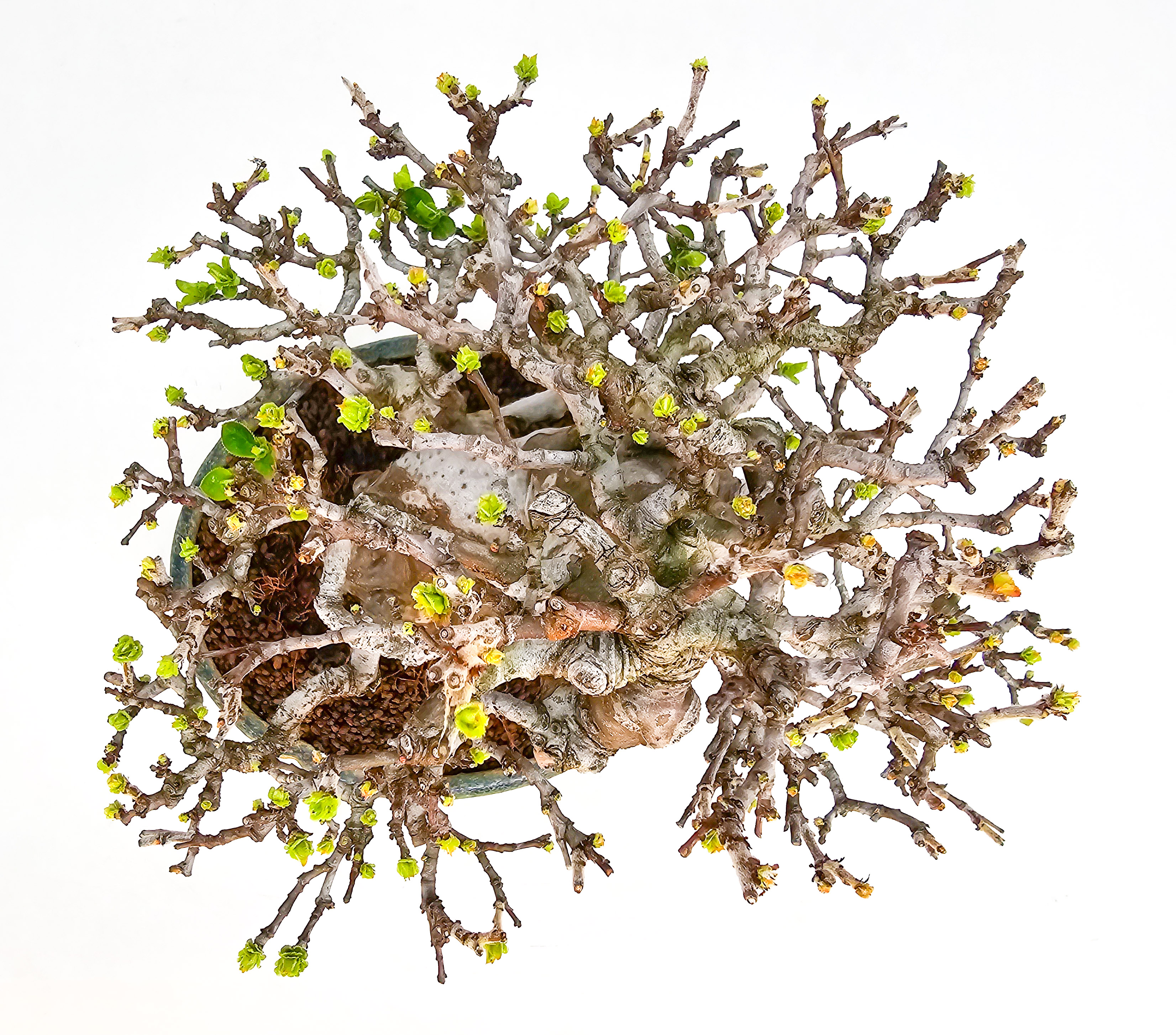 Bonsai Quitte - Pseudocydonia sinensis Shohin 21cm Video