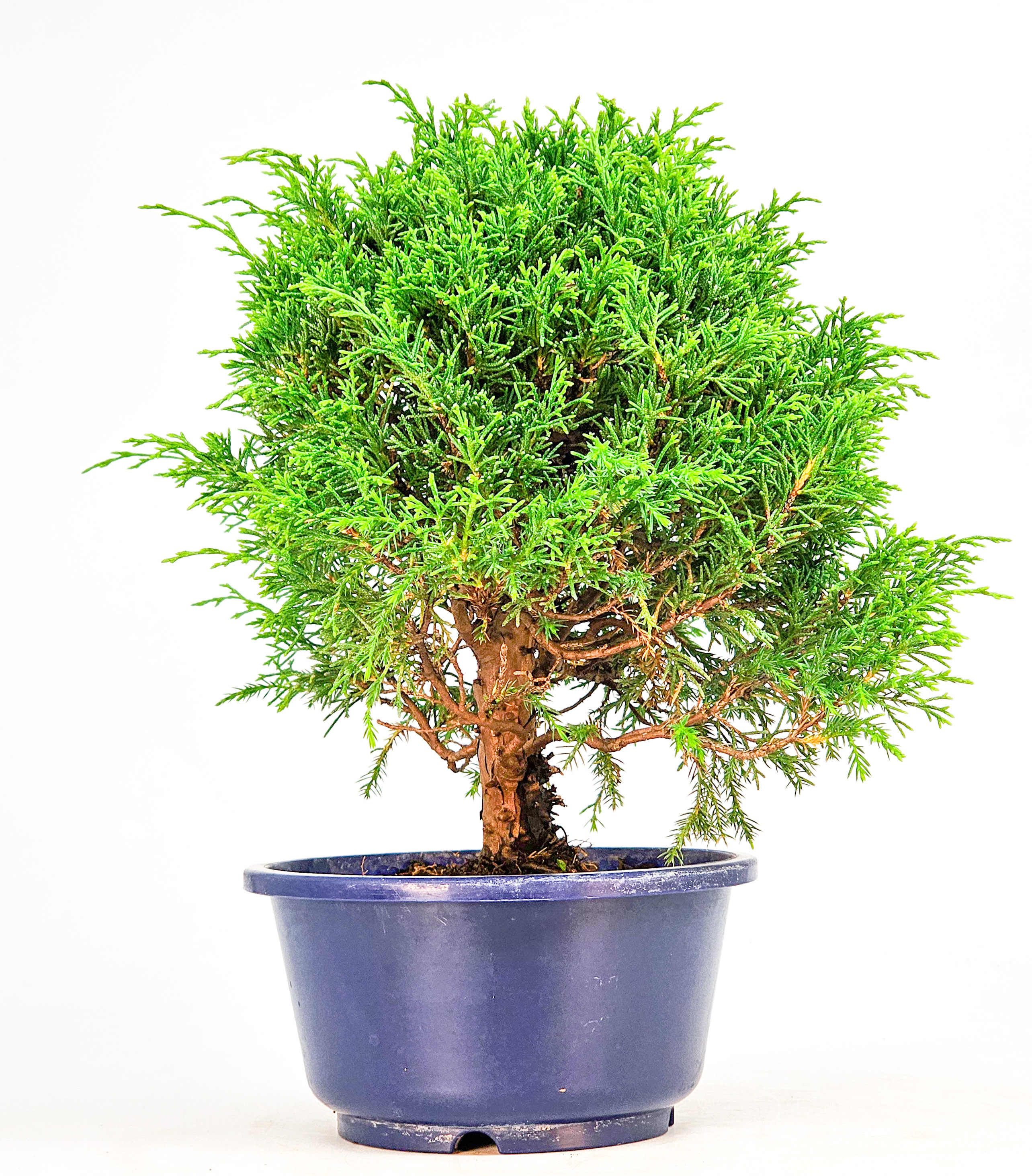 Bonsai Wacholder Juniperus chinensis shimpaku Shohin 21cm