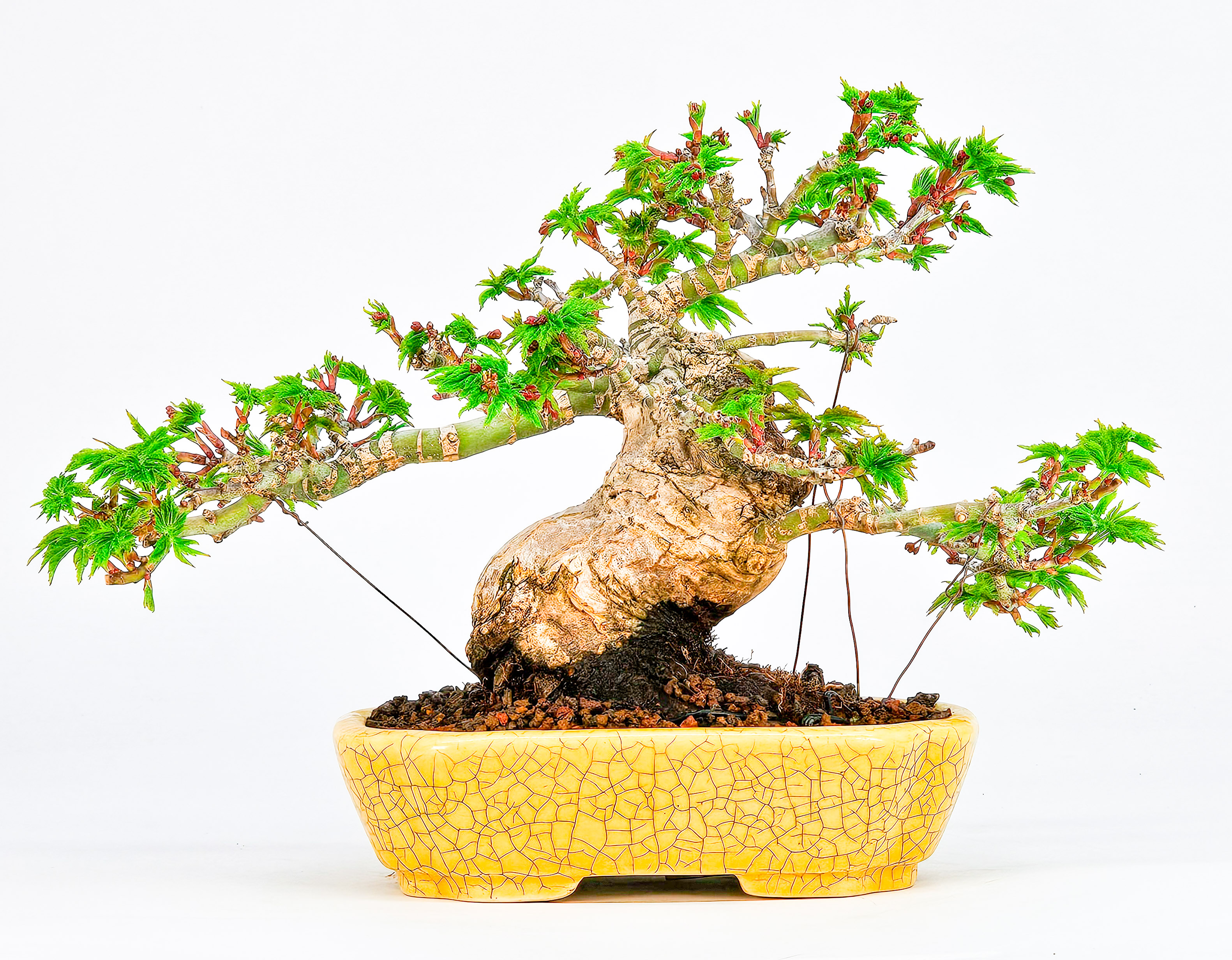 Bonsai Löwenkopfahorn- Acer palmatum Shishigashira Shohin 12cm Bonsai Löwenkopfahorn- Acer palmatum Shishigashira Shohin 12cm