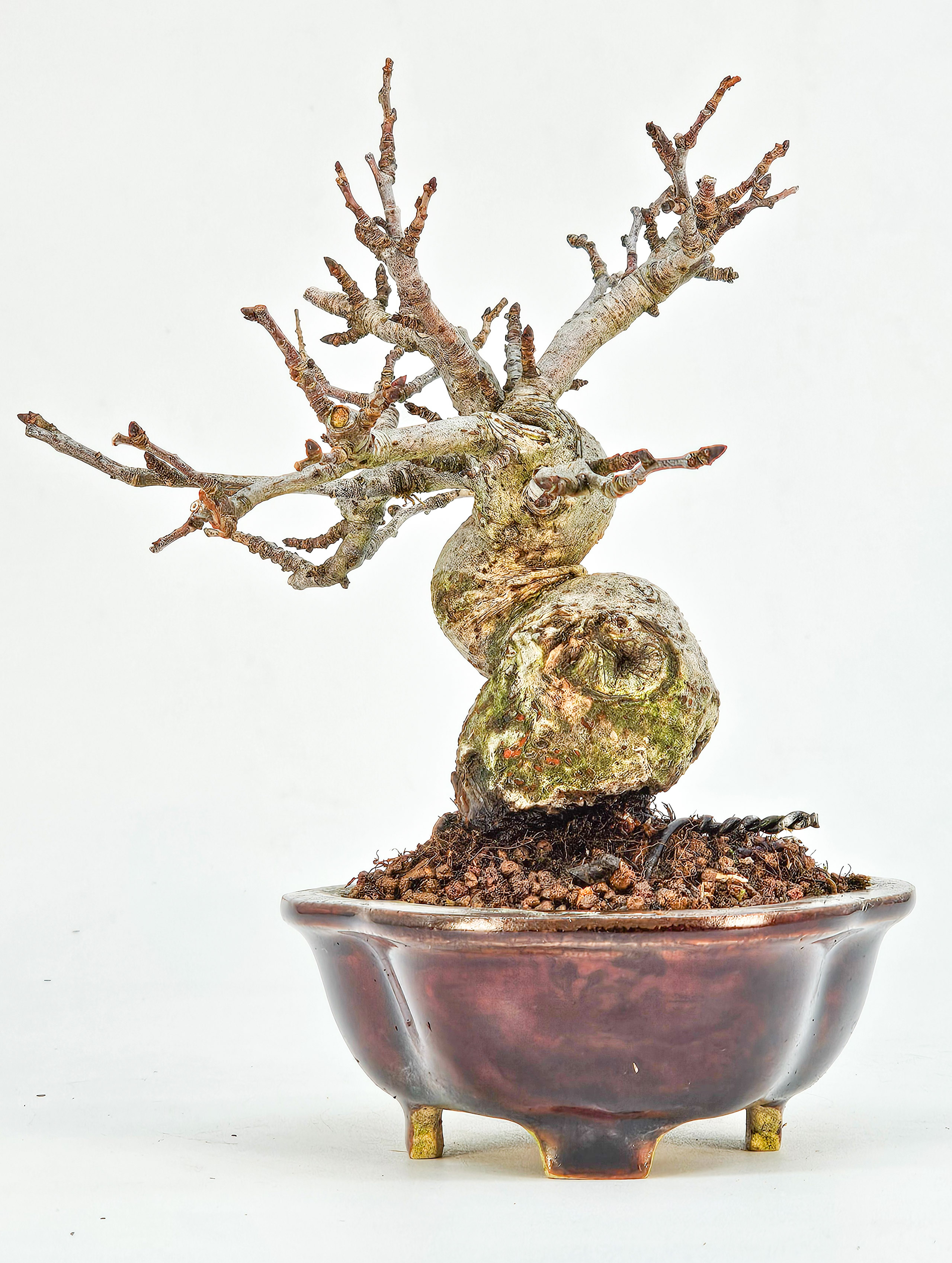 Bonsai Apfel - Malus Shohin 11cm