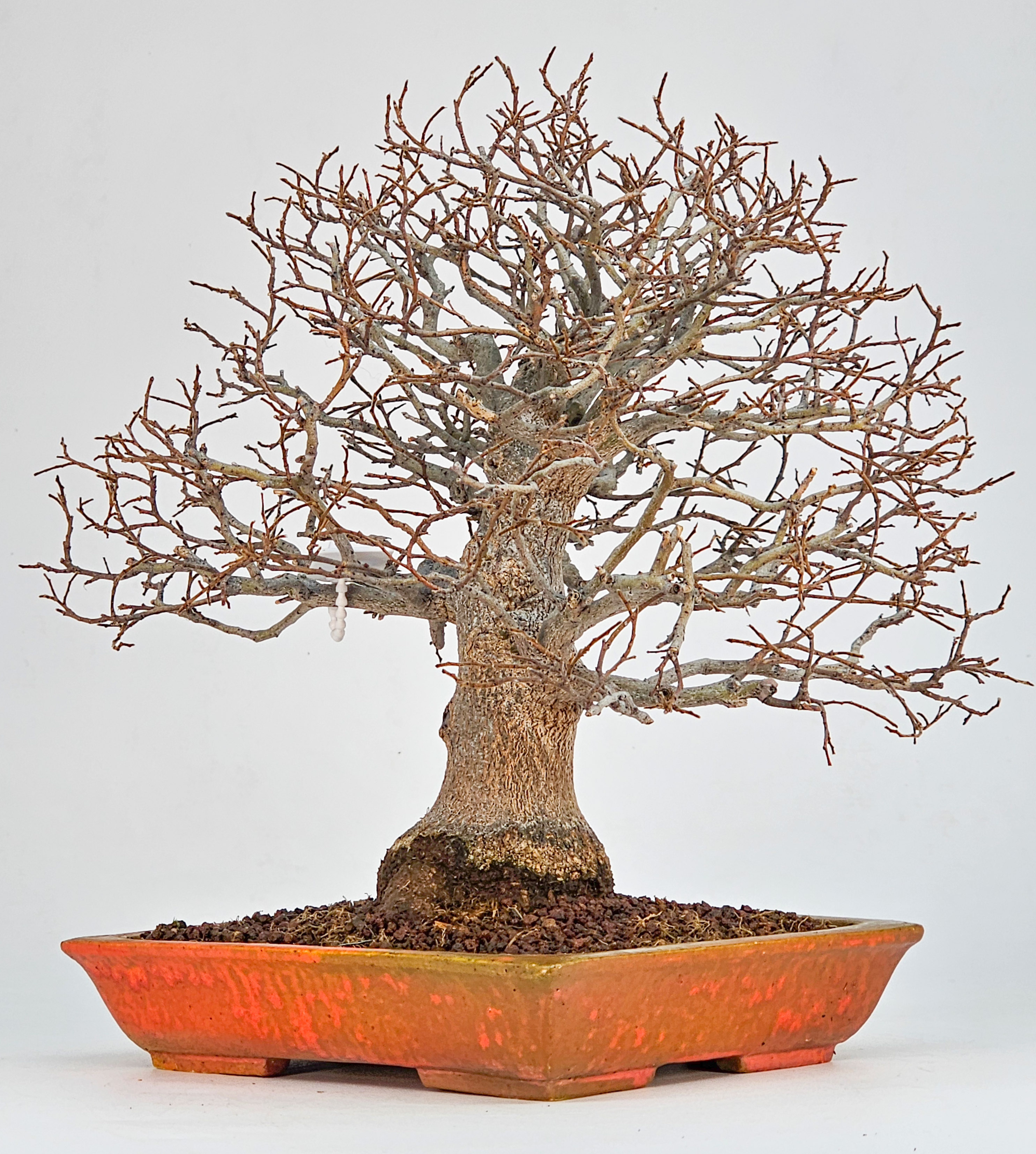 Bonsai Premium Zürgelbaum - Celtis sinensis Shohin 21cm