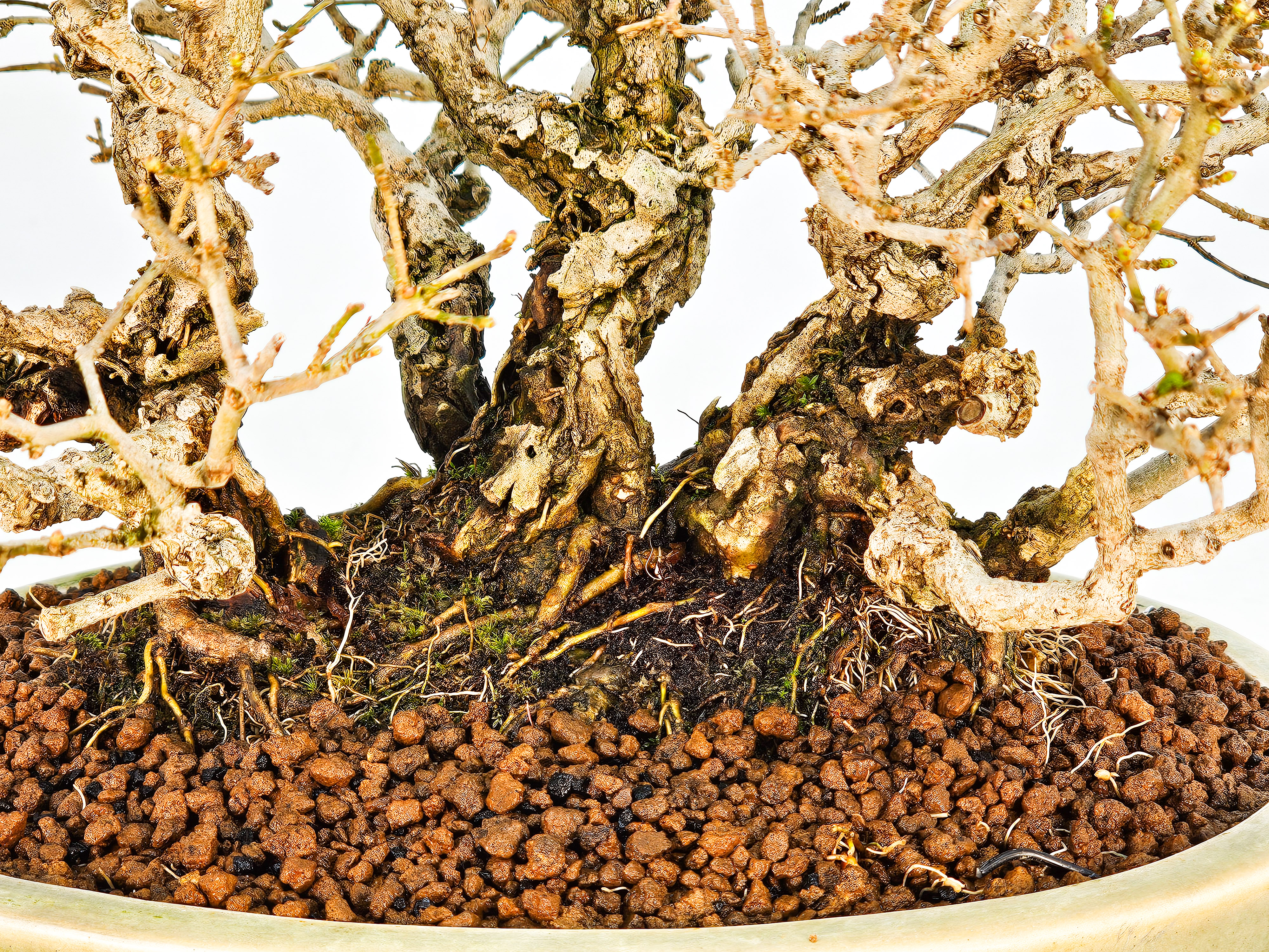 Bonsai Shohin Ligustrum 18cm Video!!