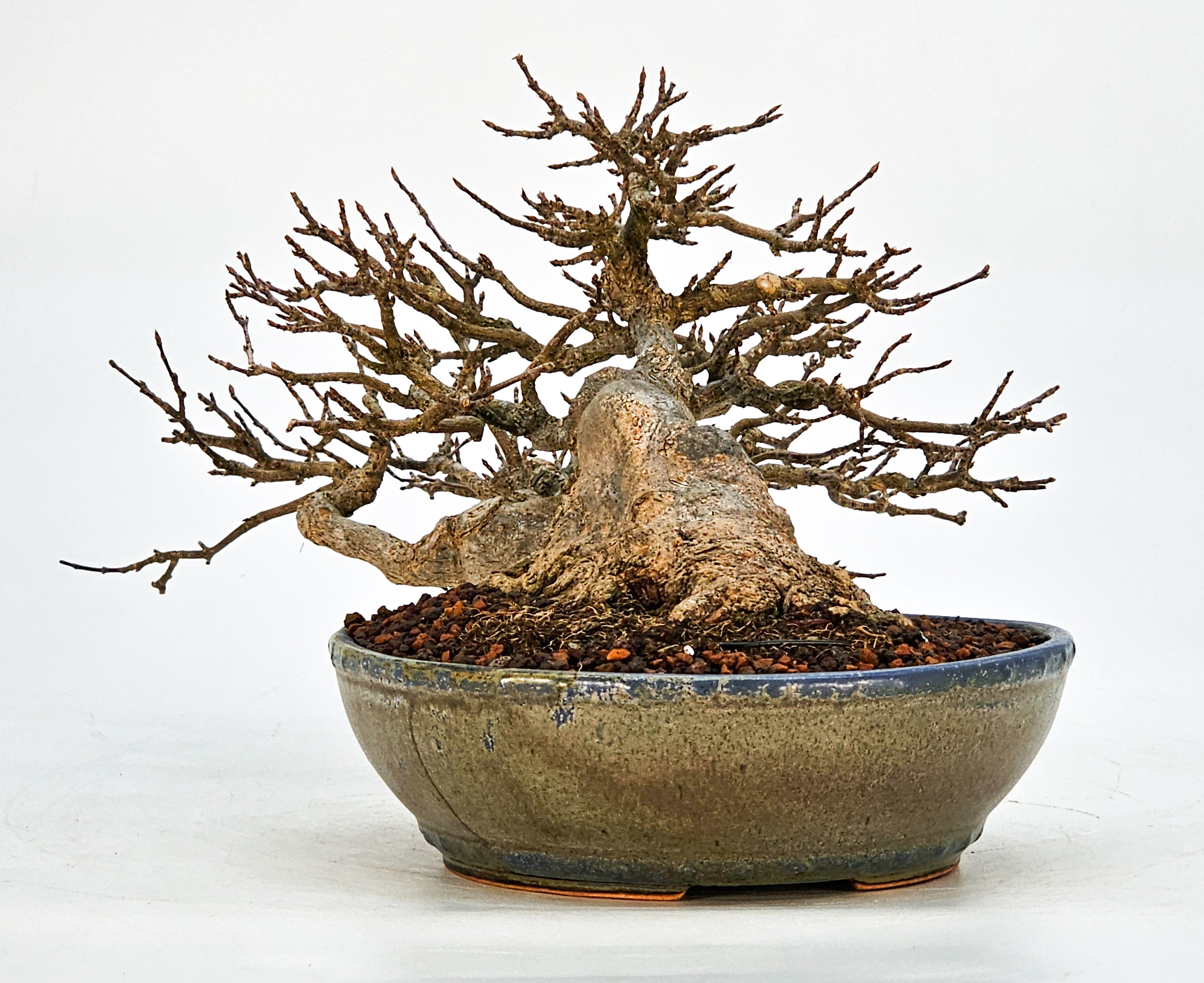 Bonsai Dreispitzahorn - Acer buergerianum 14cm Bonsai Dreispitzahorn - Acer buergerianum 14cm