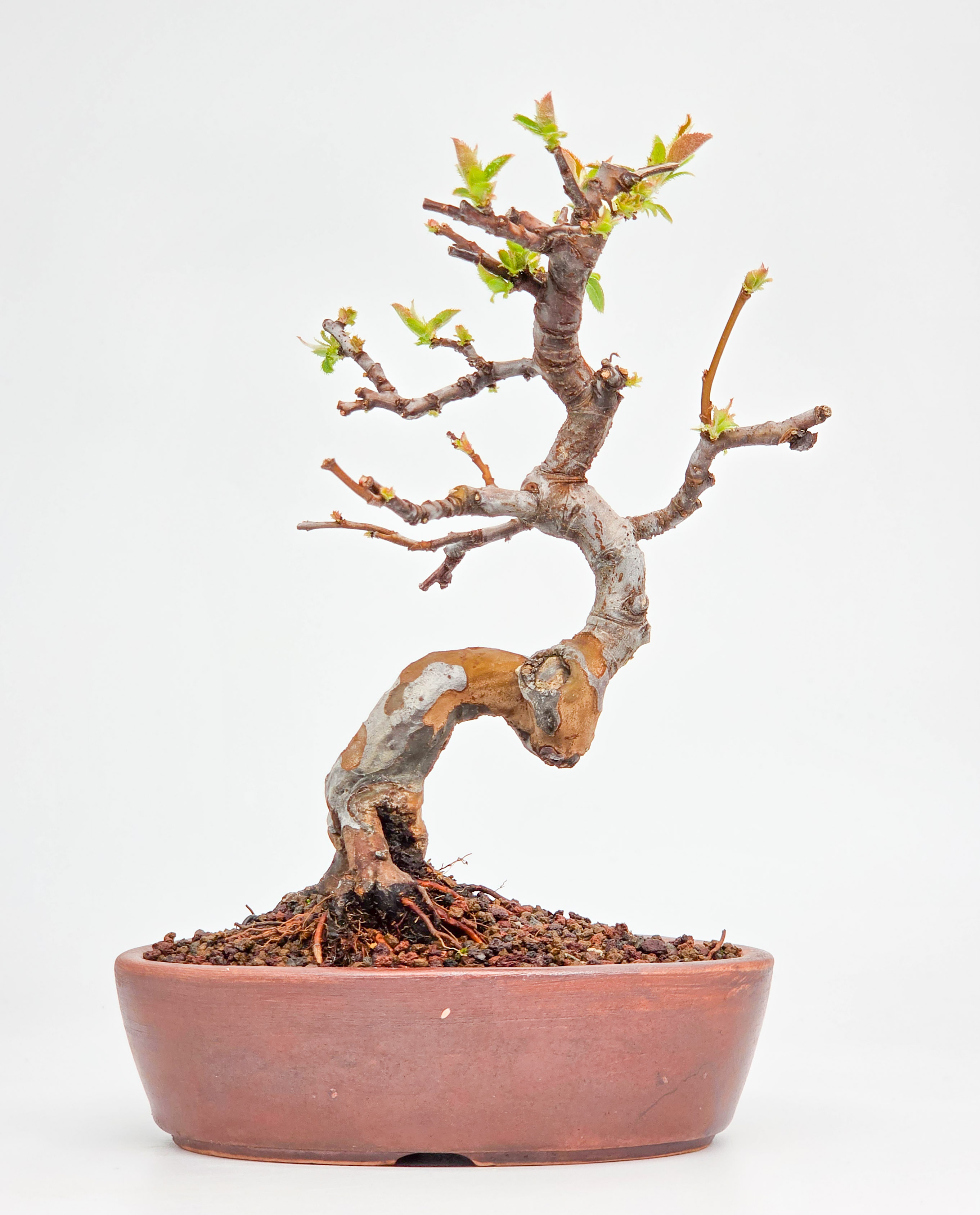 Bonsai Quitte - Pseudocydonia sinensis Shohin 17cm
