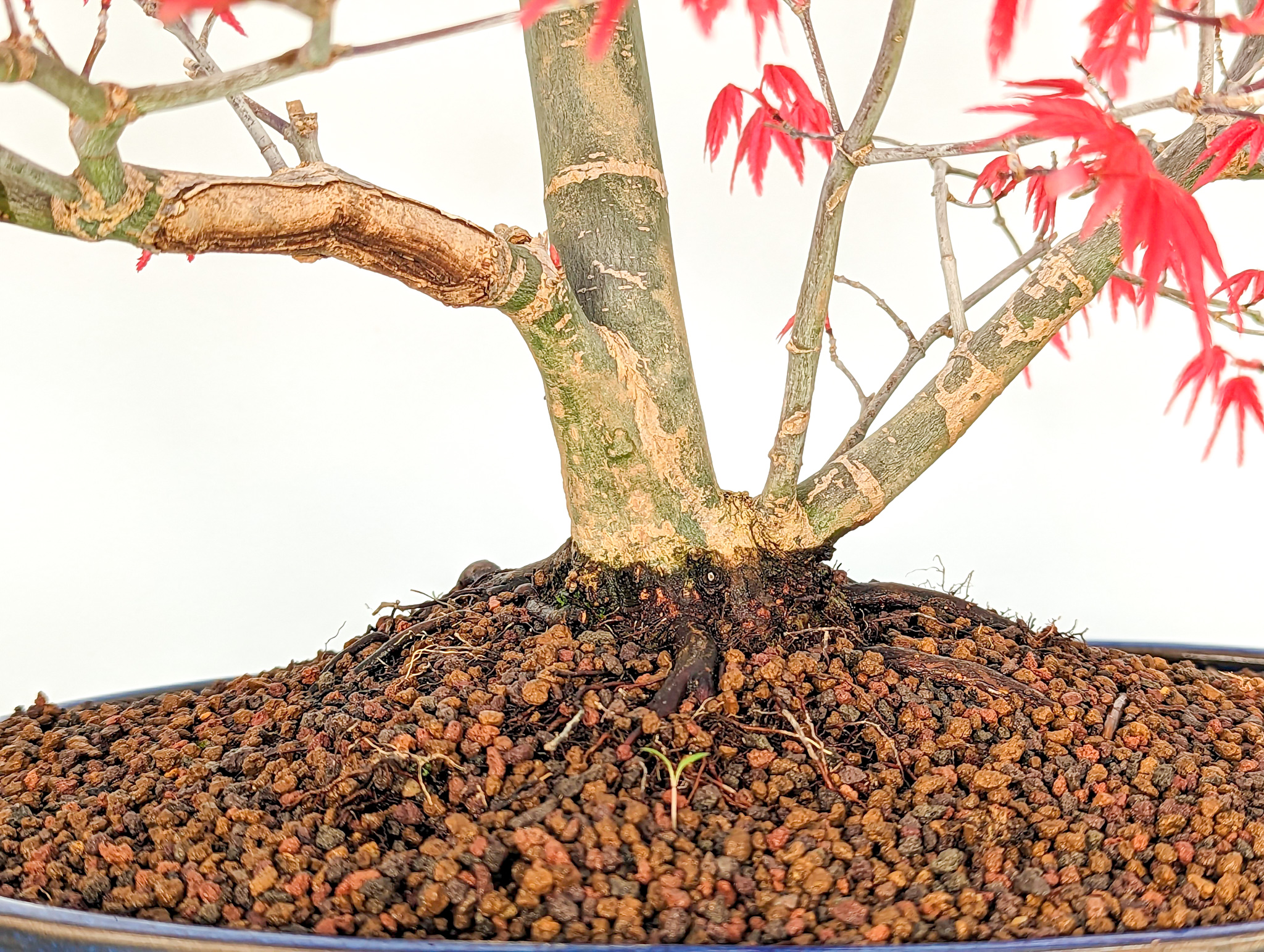 SAFLAX Bonsai Samen - Roter Fächerahorn 20 Samen - Acer Palmatum