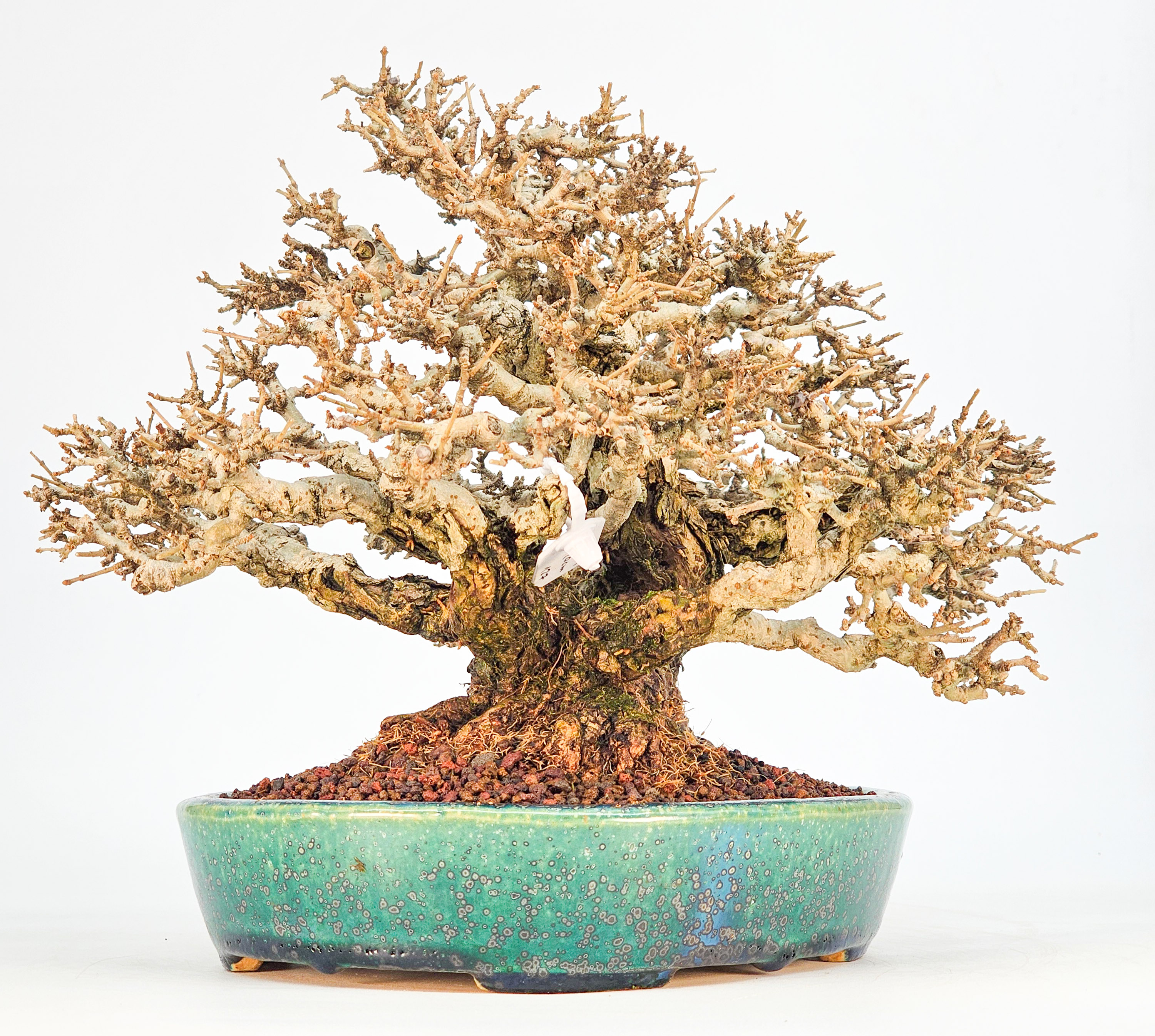 Bonsai Premium Japanischer Liguster - Ligustrum japonicum Shohin 20cm