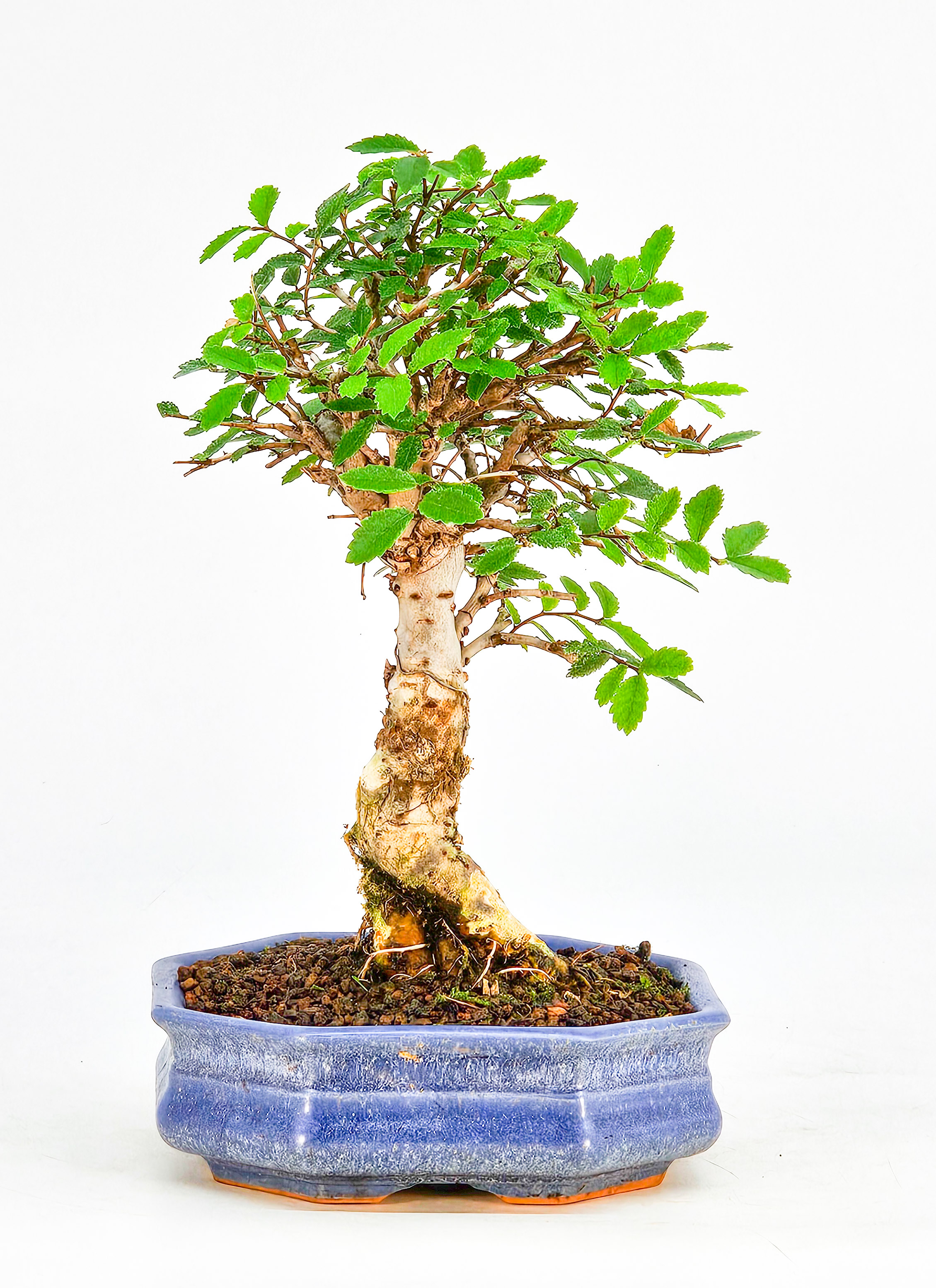 Bonsai Japanische Ulme - Ulmus parvifolia Shohin 18cm