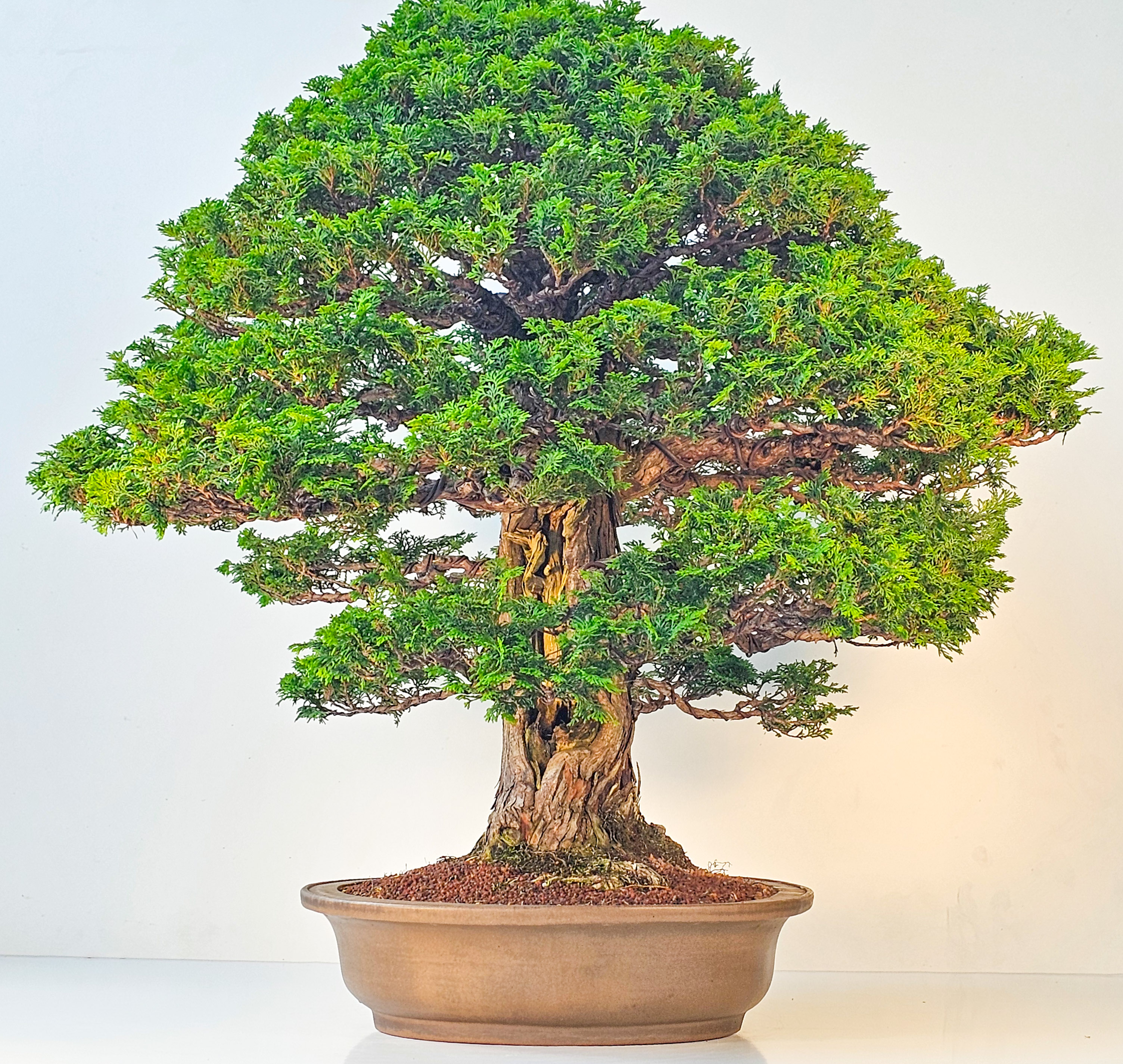 Bonsai Chamaecyparis obtusa 70 cm Video!! Bonsai Chamaecyparis obtusa 70 cm Video!!