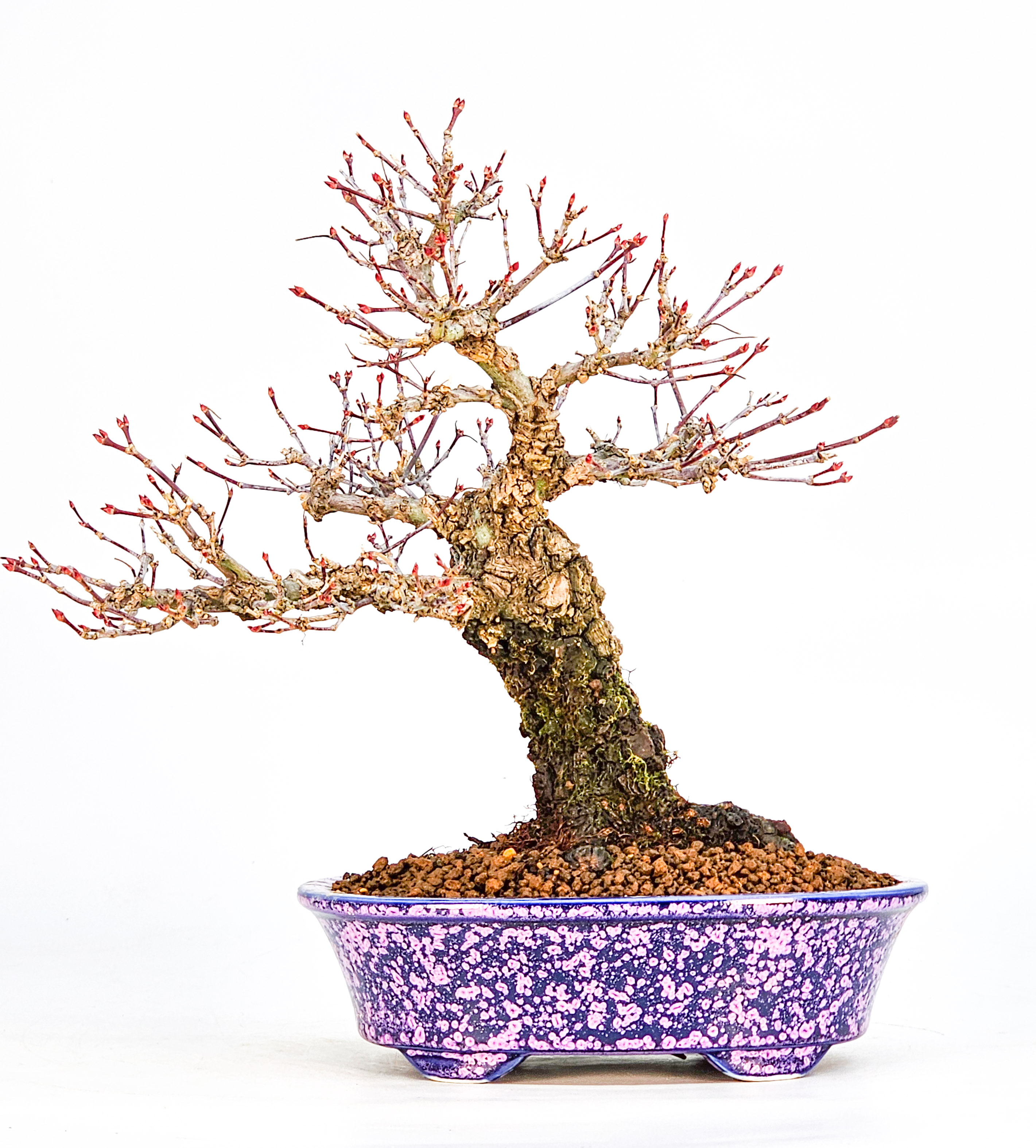 Bonsai Fächerahorn - Acer palmatum Arakawa Shohin 21cm Bonsai Fächerahorn - Acer palmatum Arakawa Shohin 21cm