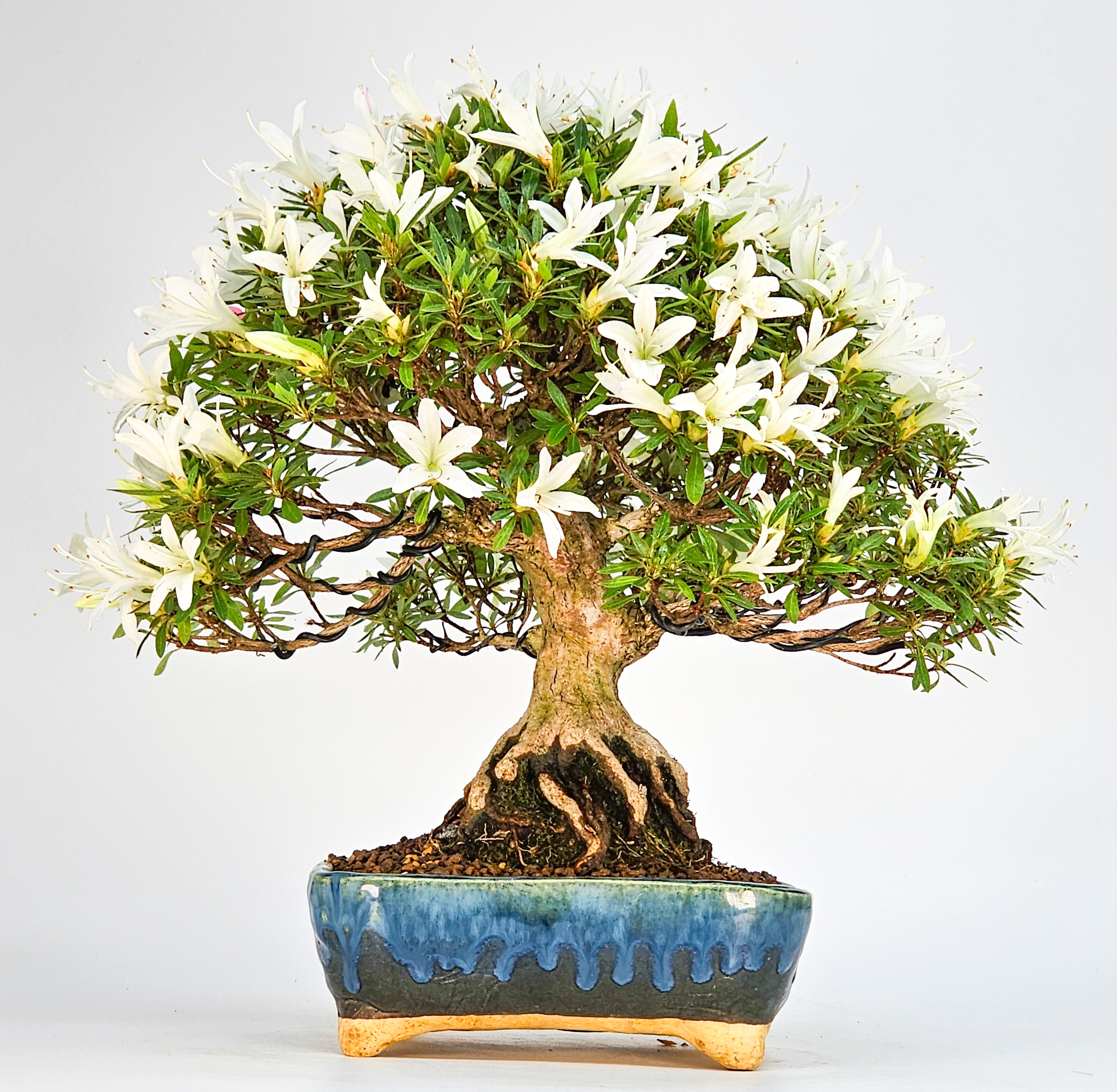 Bonsai Azalee Rhododendron indicum Shohin 21cm