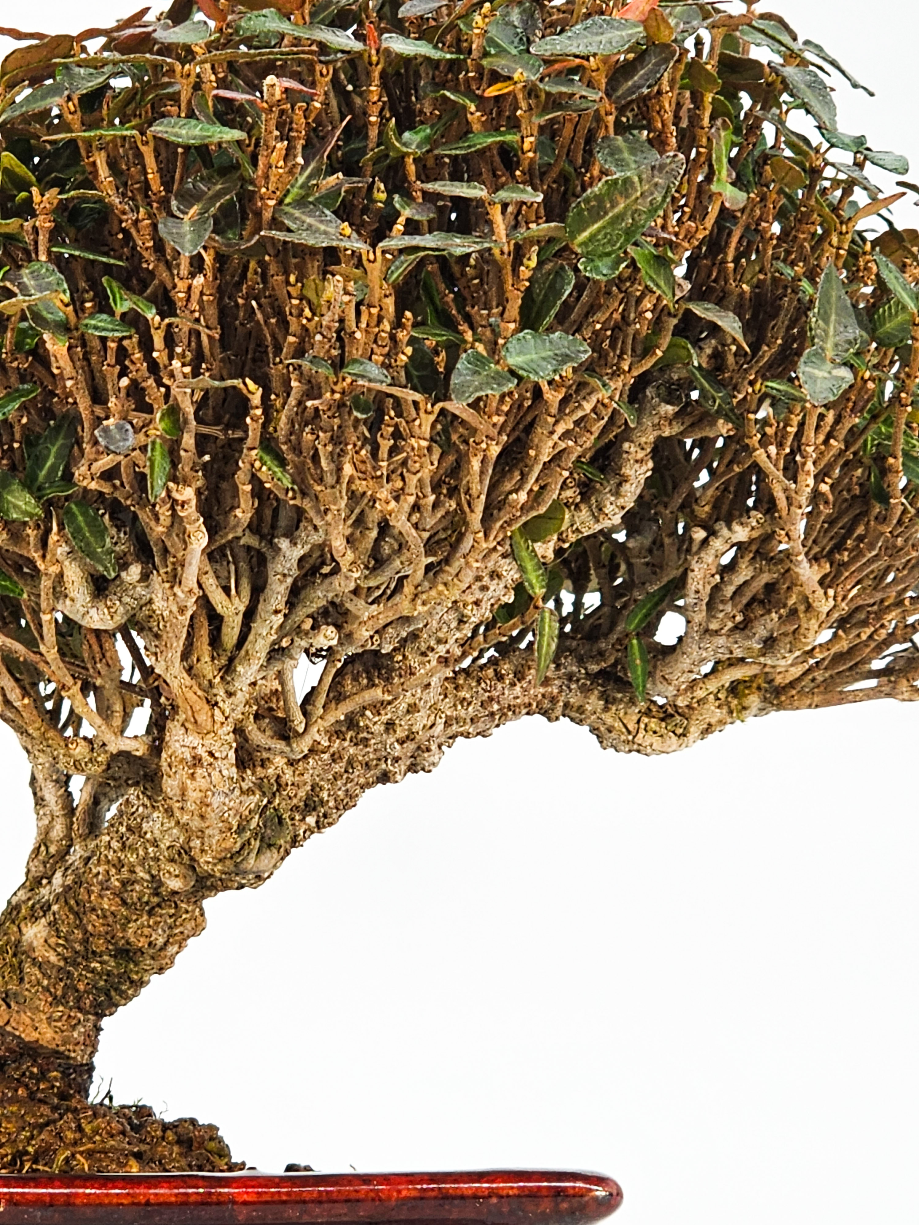 Bonsai Sternjasmin - Trachelospermum jasminoides Shohin 12cm