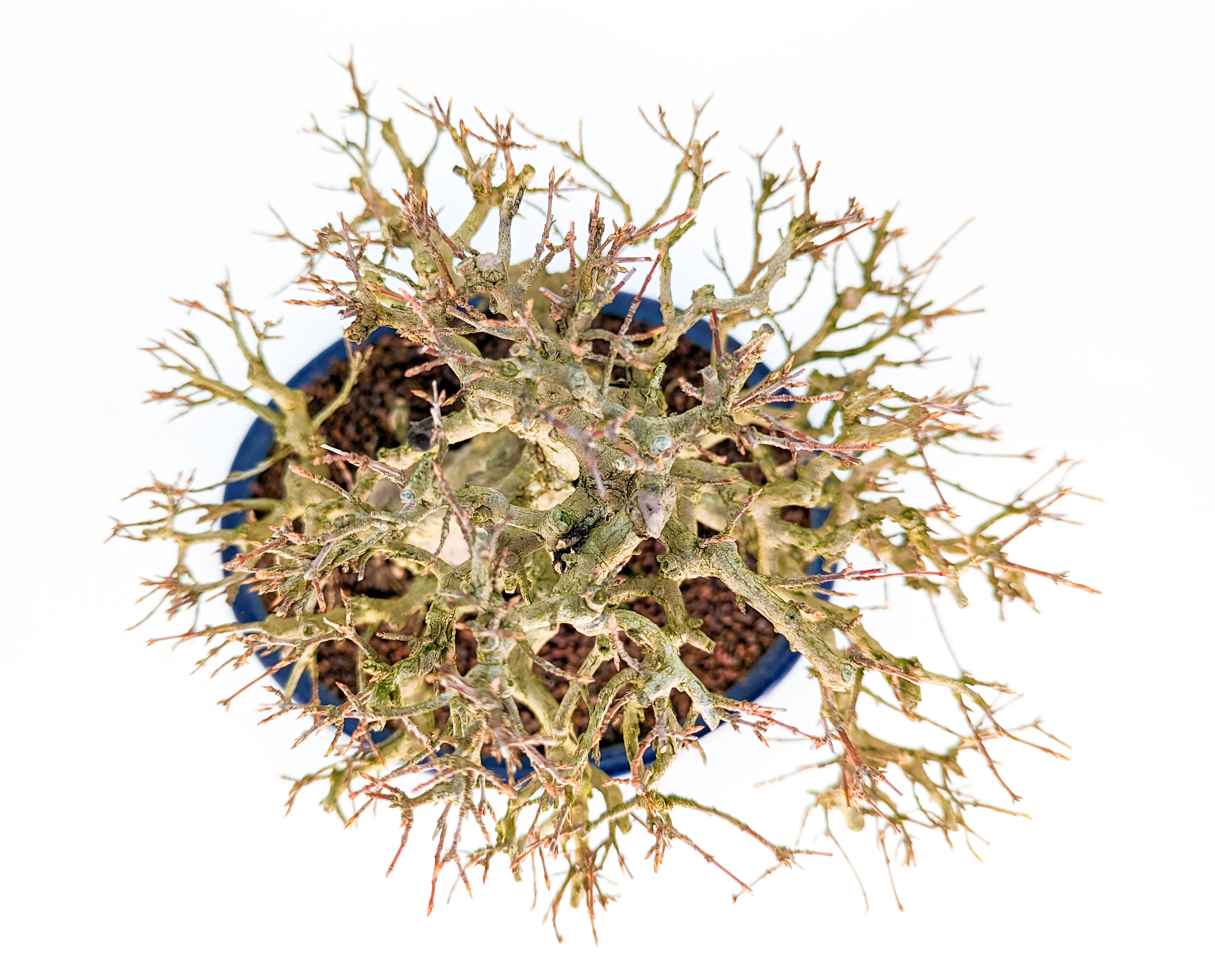 Bonsai Premium Dreispitzahorn - Acer buergerianum Shohin 19cm