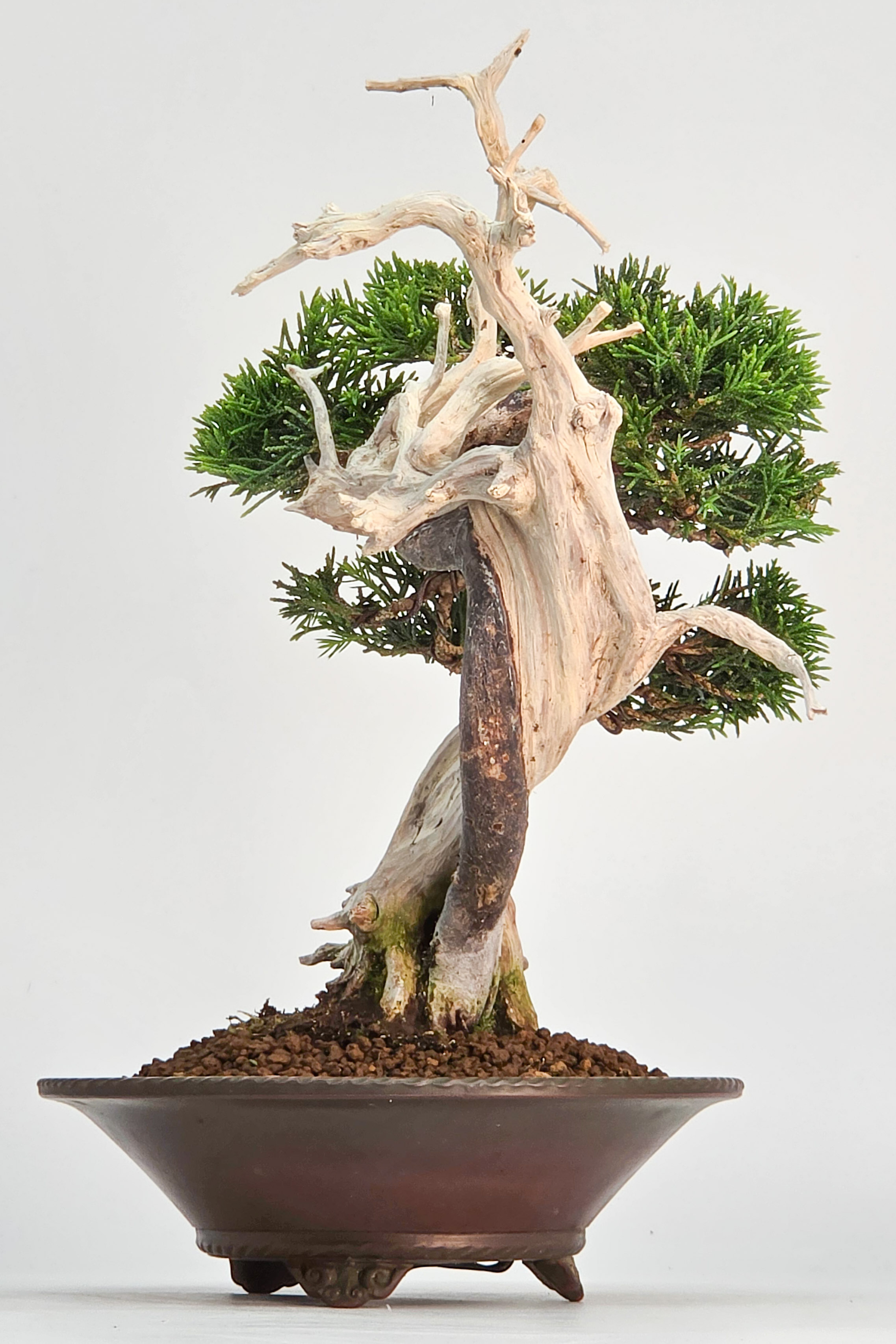 Bonsai Wacholder - Juniperus chinensis Shohin 19cm