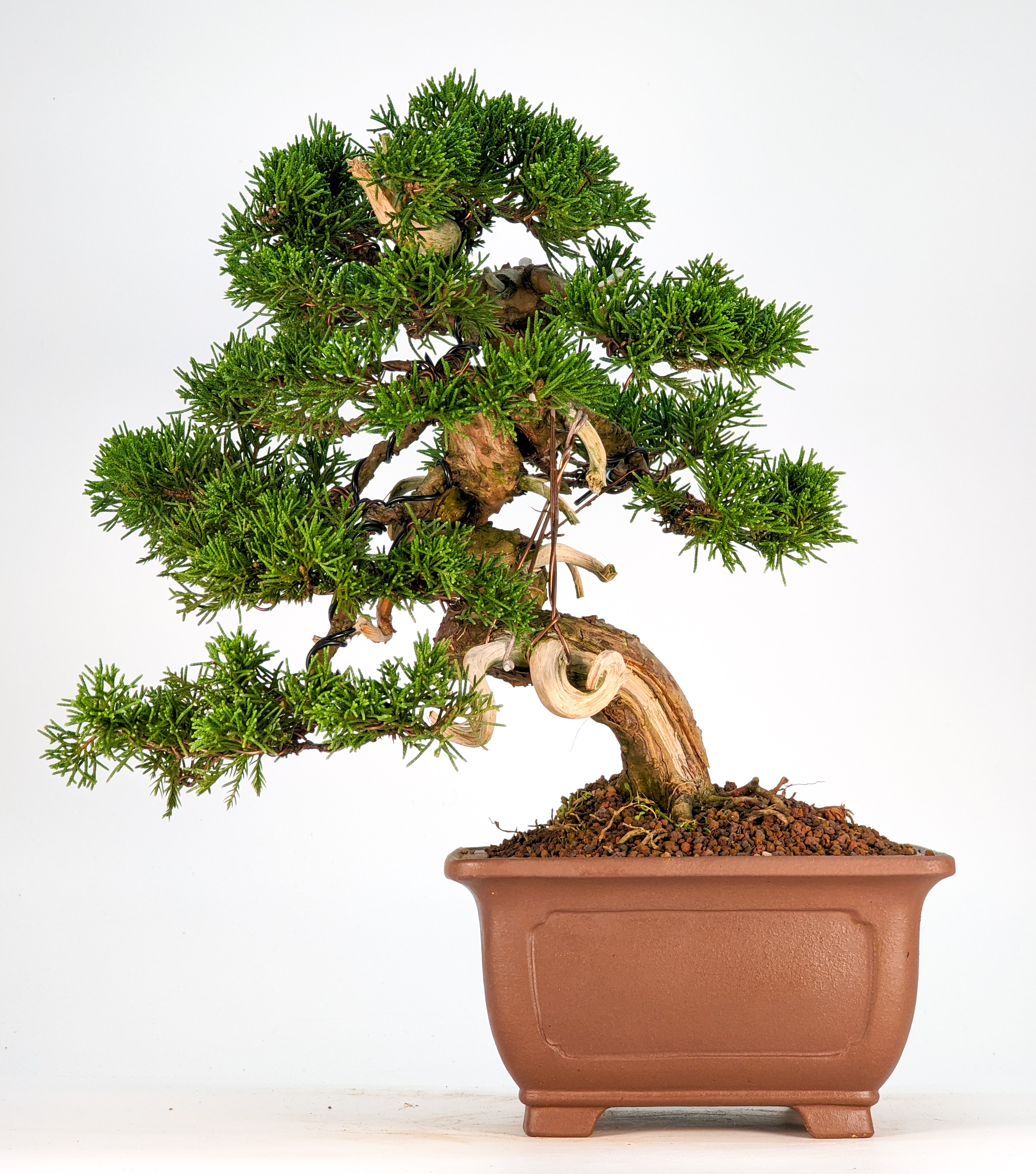 Bonsai Wacholder Juniperus Itoigawa 29cm 