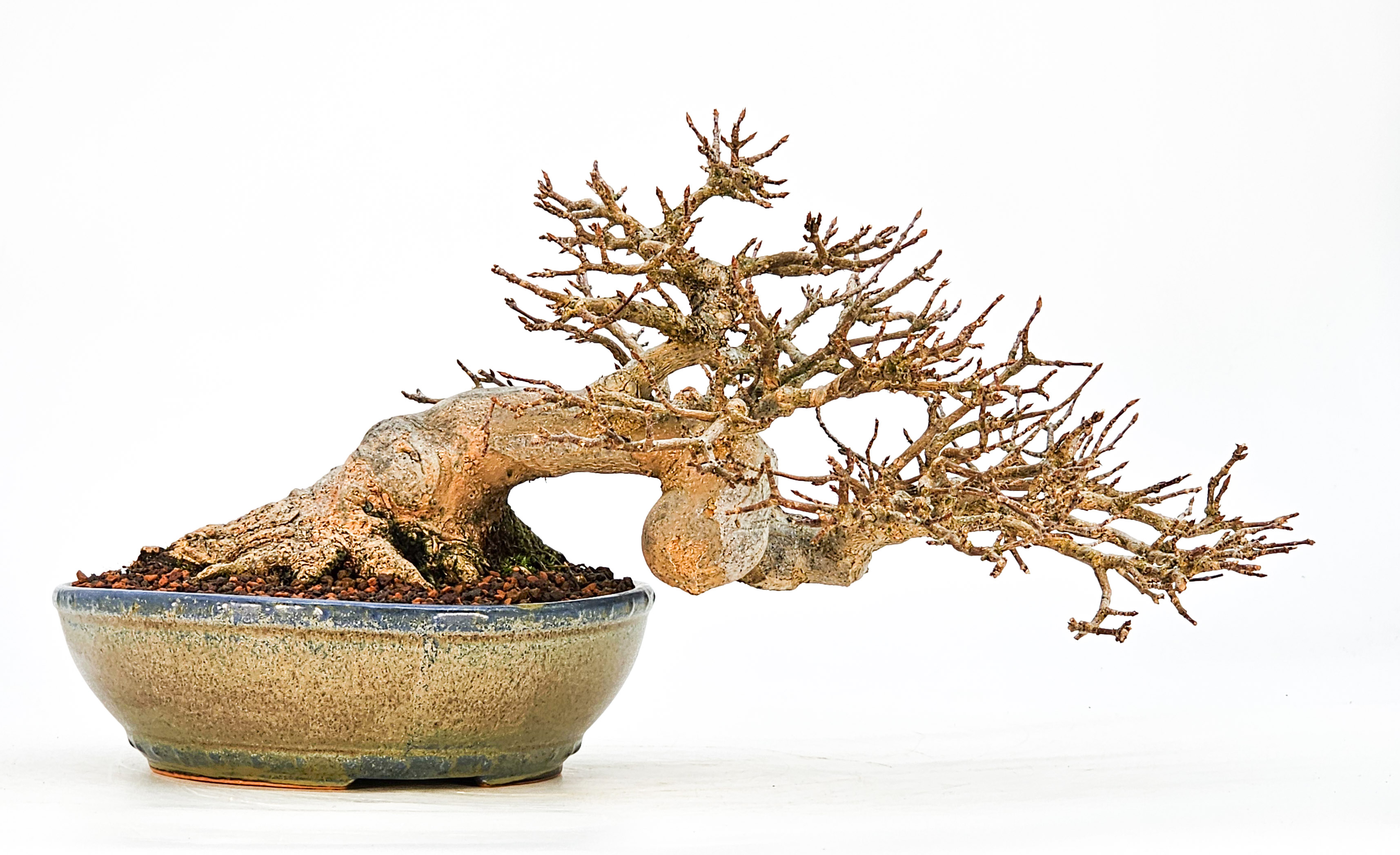 Bonsai Dreispitzahorn - Acer buergerianum 14cm