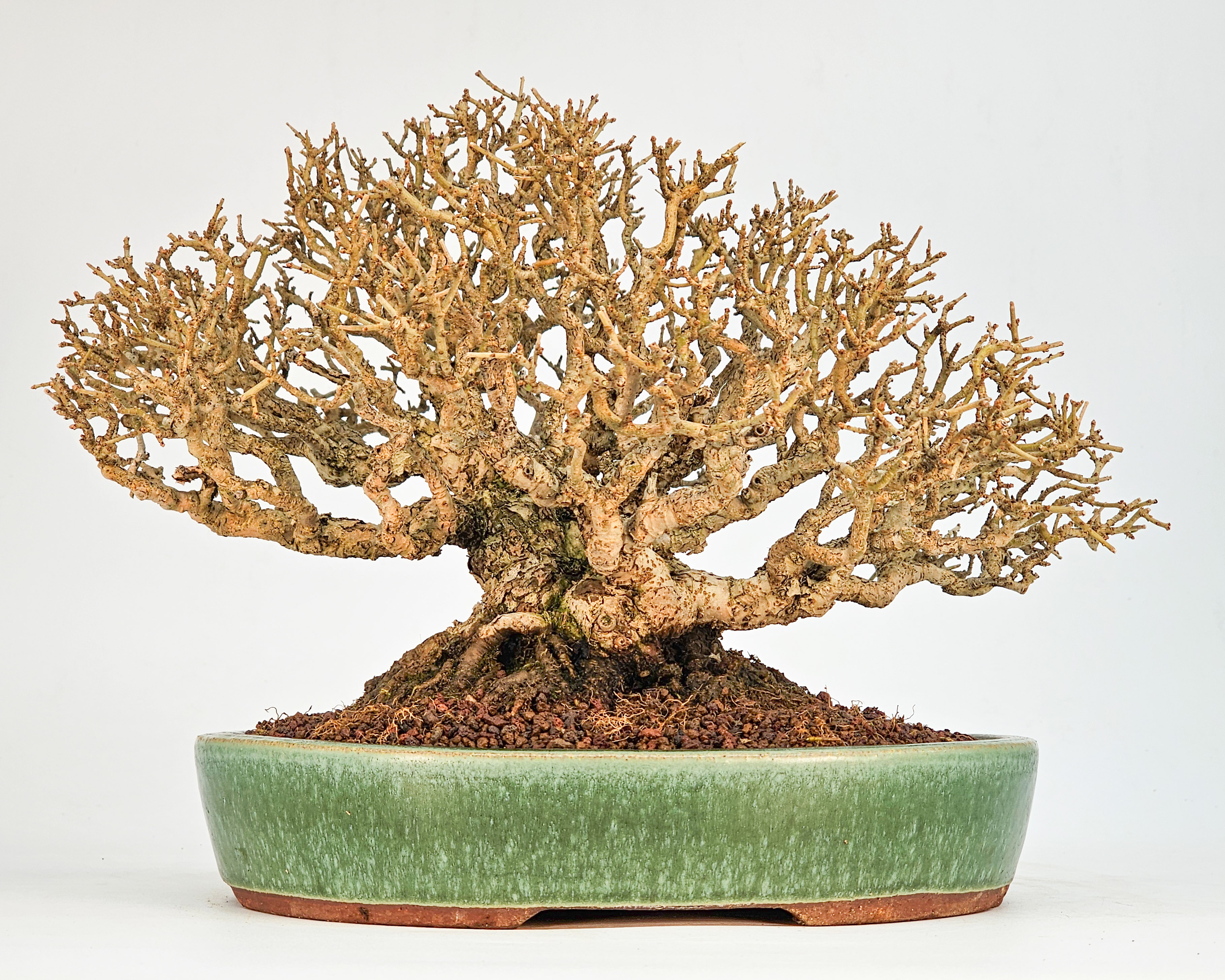Bonsai Premium Japanischer Liguster - Ligustrum japonicum Shohin 18cm 