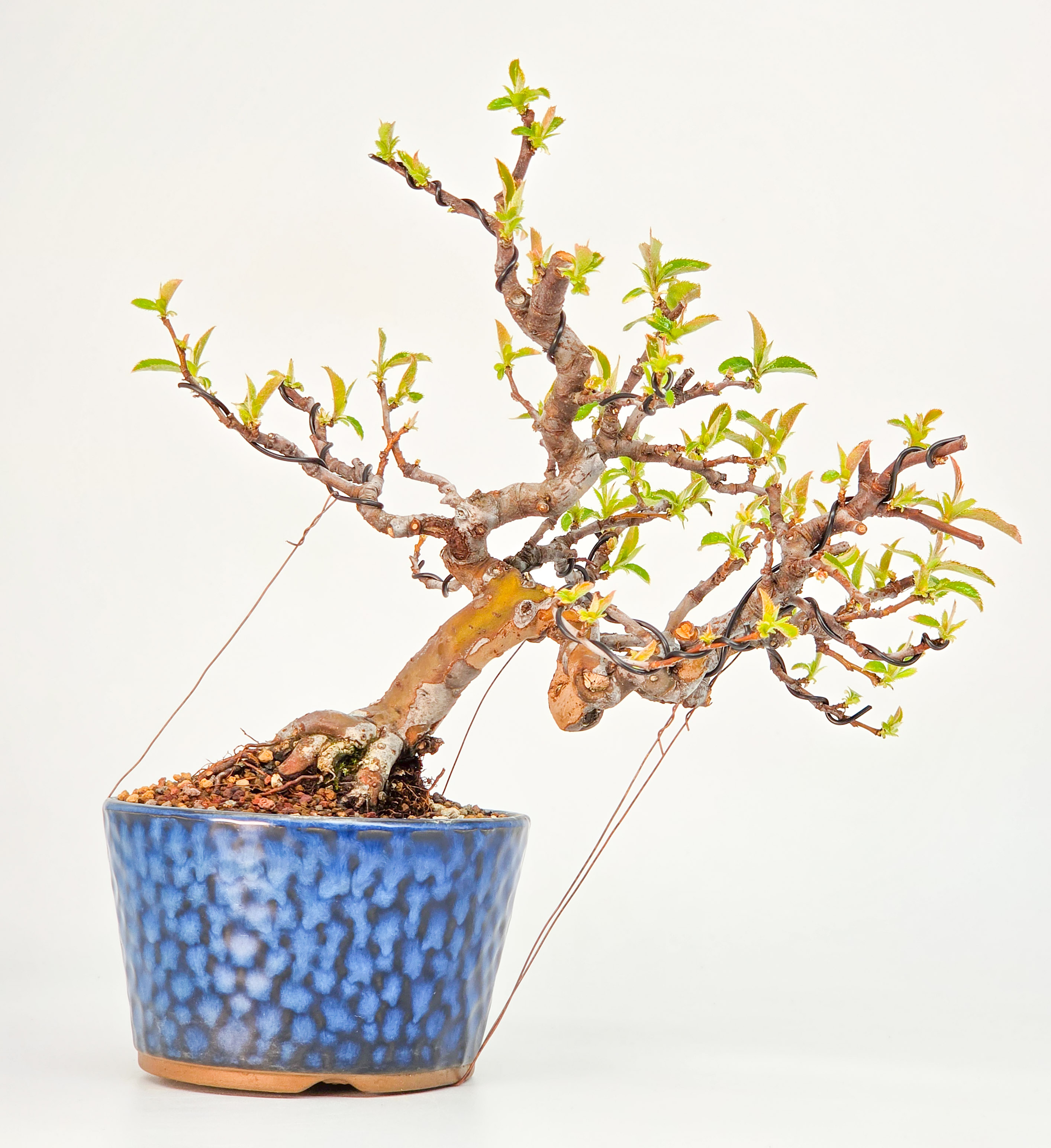 Bonsai Quitte - Pseudocydonia sinensis Shohin 19cm