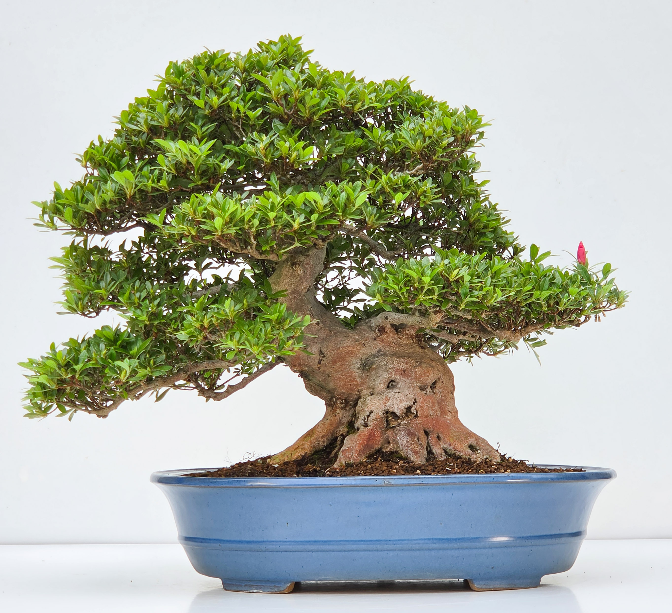 Bonsai Premium Azalee -  Rhododendron indicum Jyukou 40cm