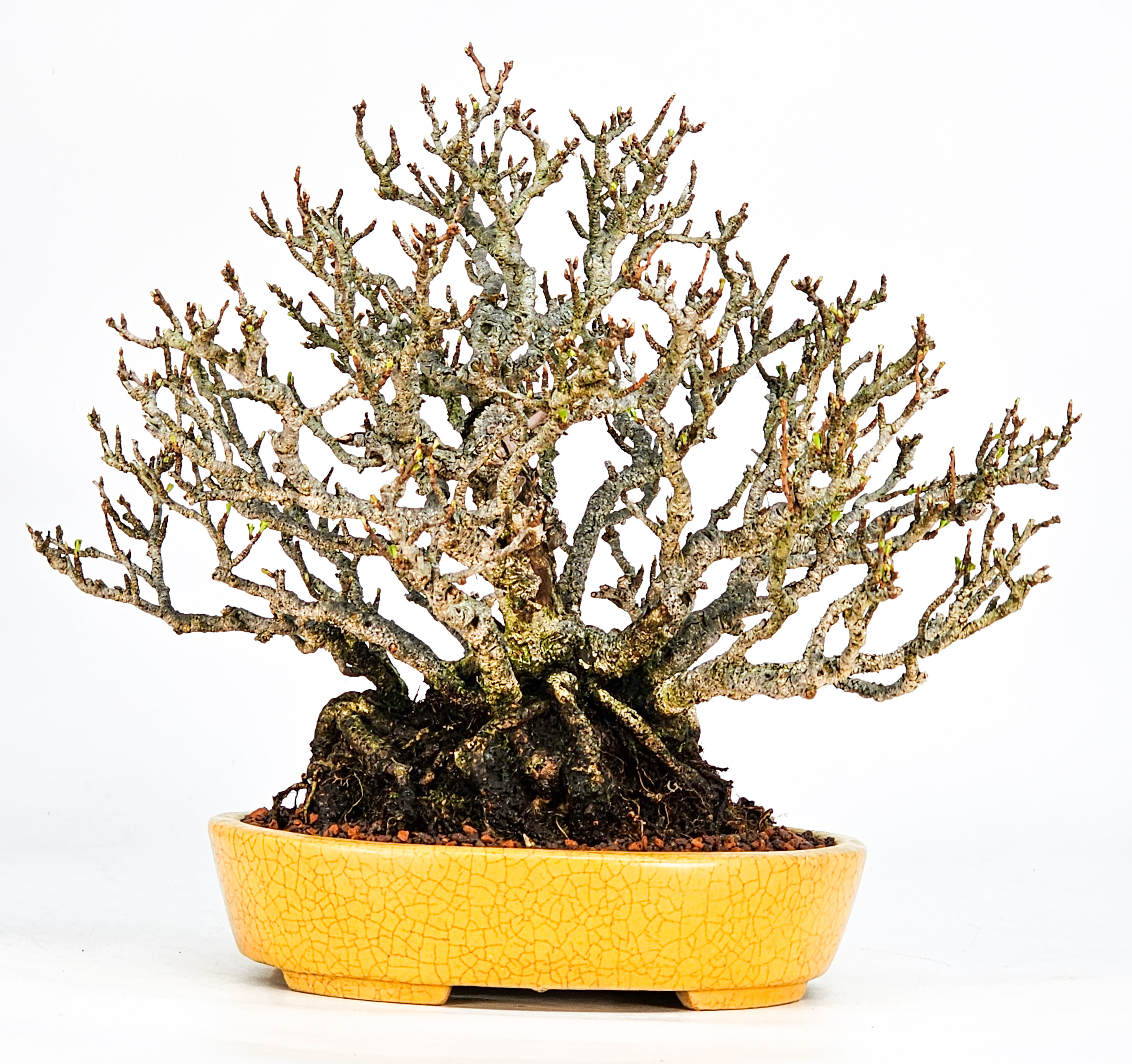 Bonsai Zierquitte - Chaenomeles - Chojubai Shohin 20,5cm Video!!