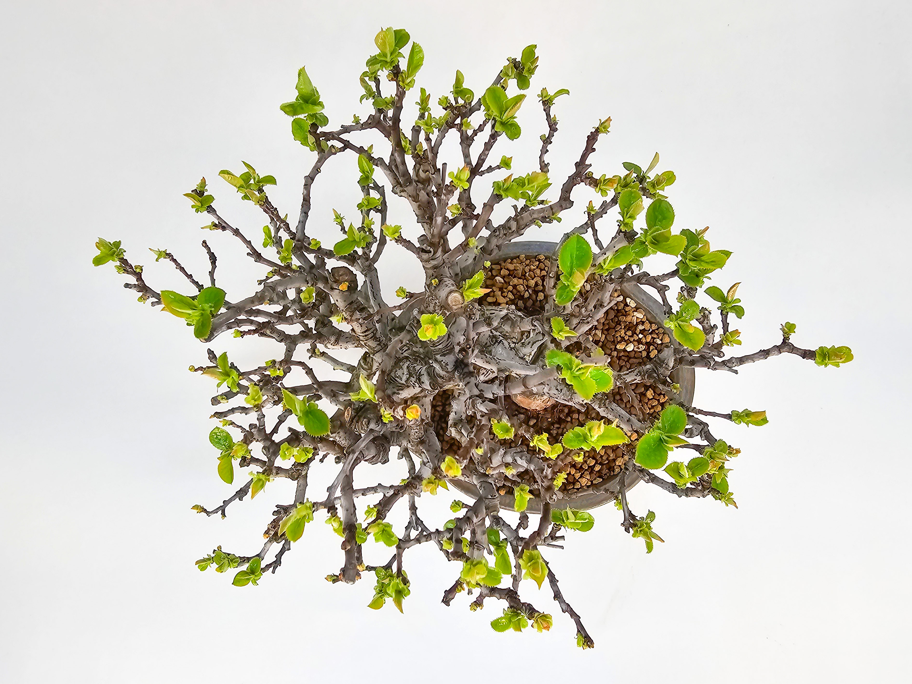 Bonsai Quitte - Pseudocydonia sinensis Shohin 21cm