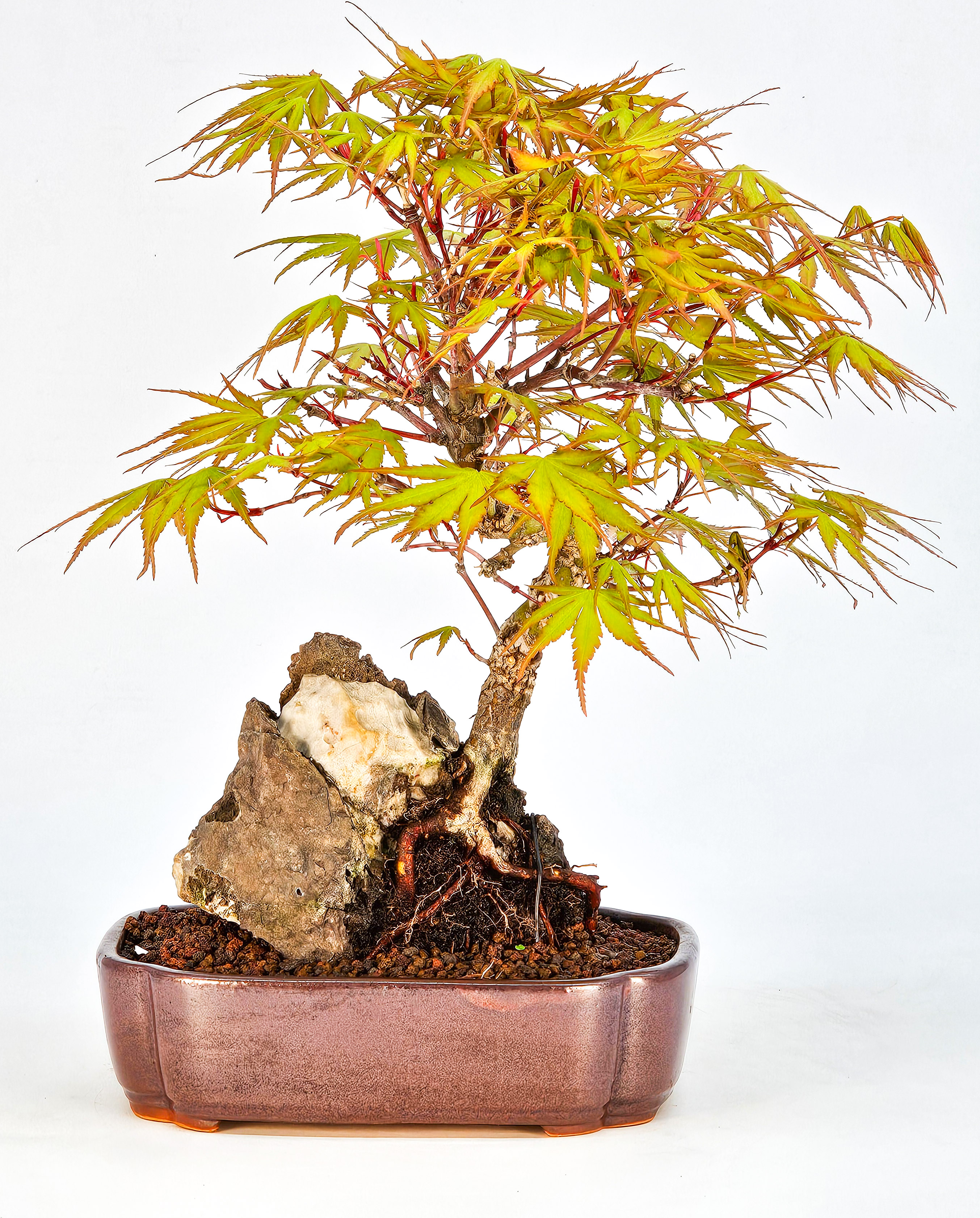 Bonsai Fächerahorn - Acer palmatum Arakawa 21cm   