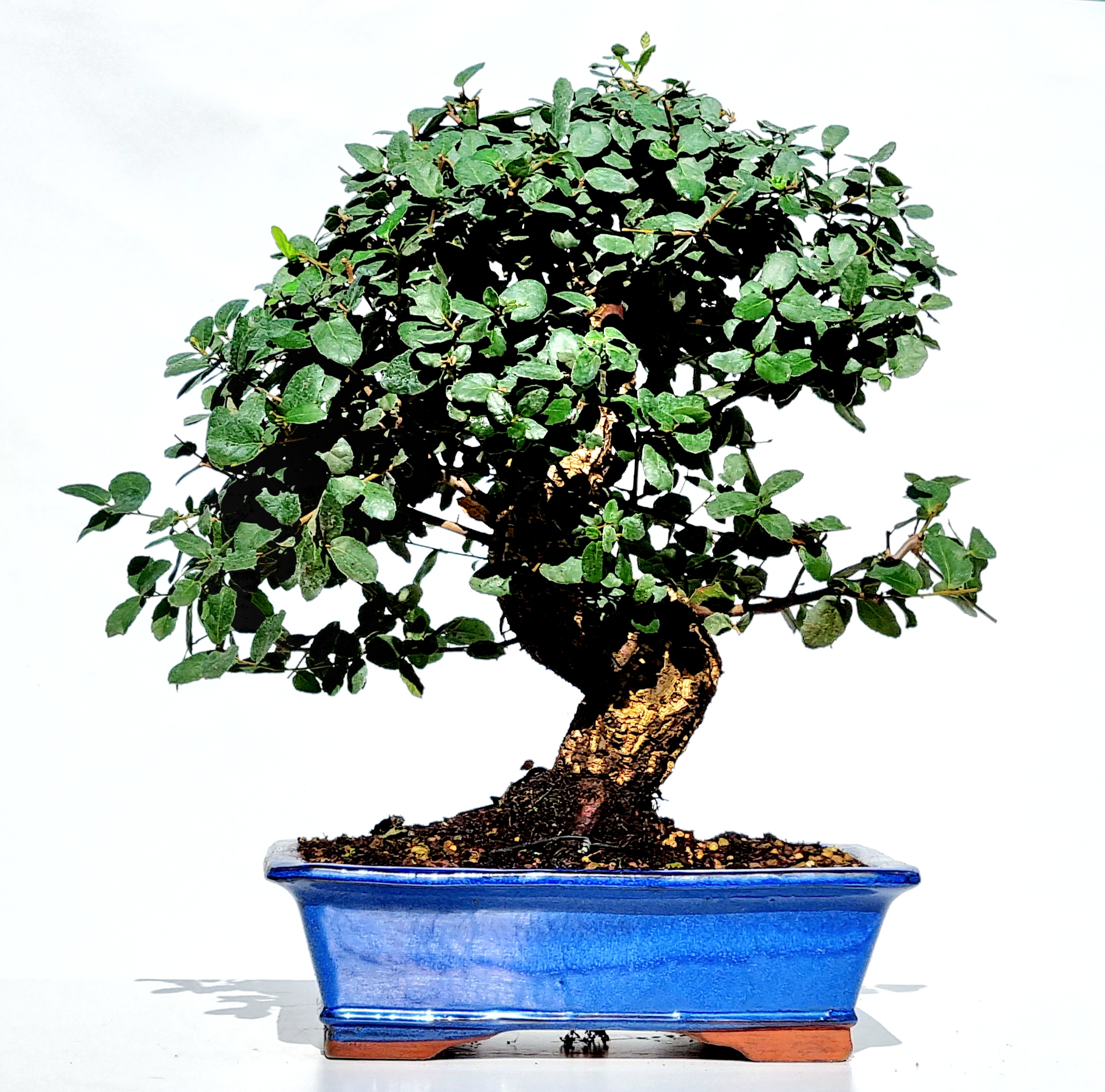 Bonsai Quercus suber Kork-Eiche 23 Jahre 46cm