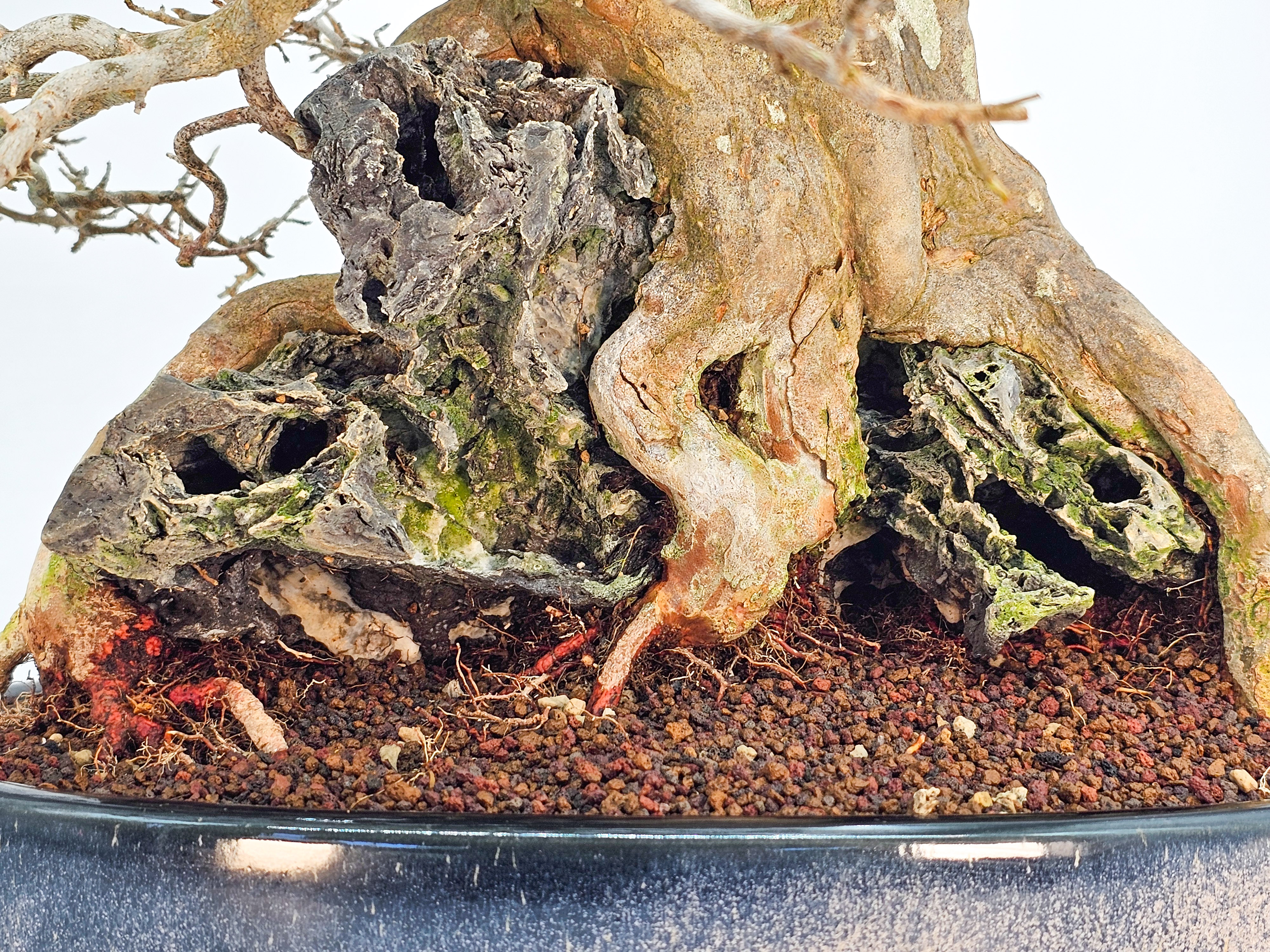 Bonsai Dreispitzahorn  - Acer buergerianum Ishizuki 37cm