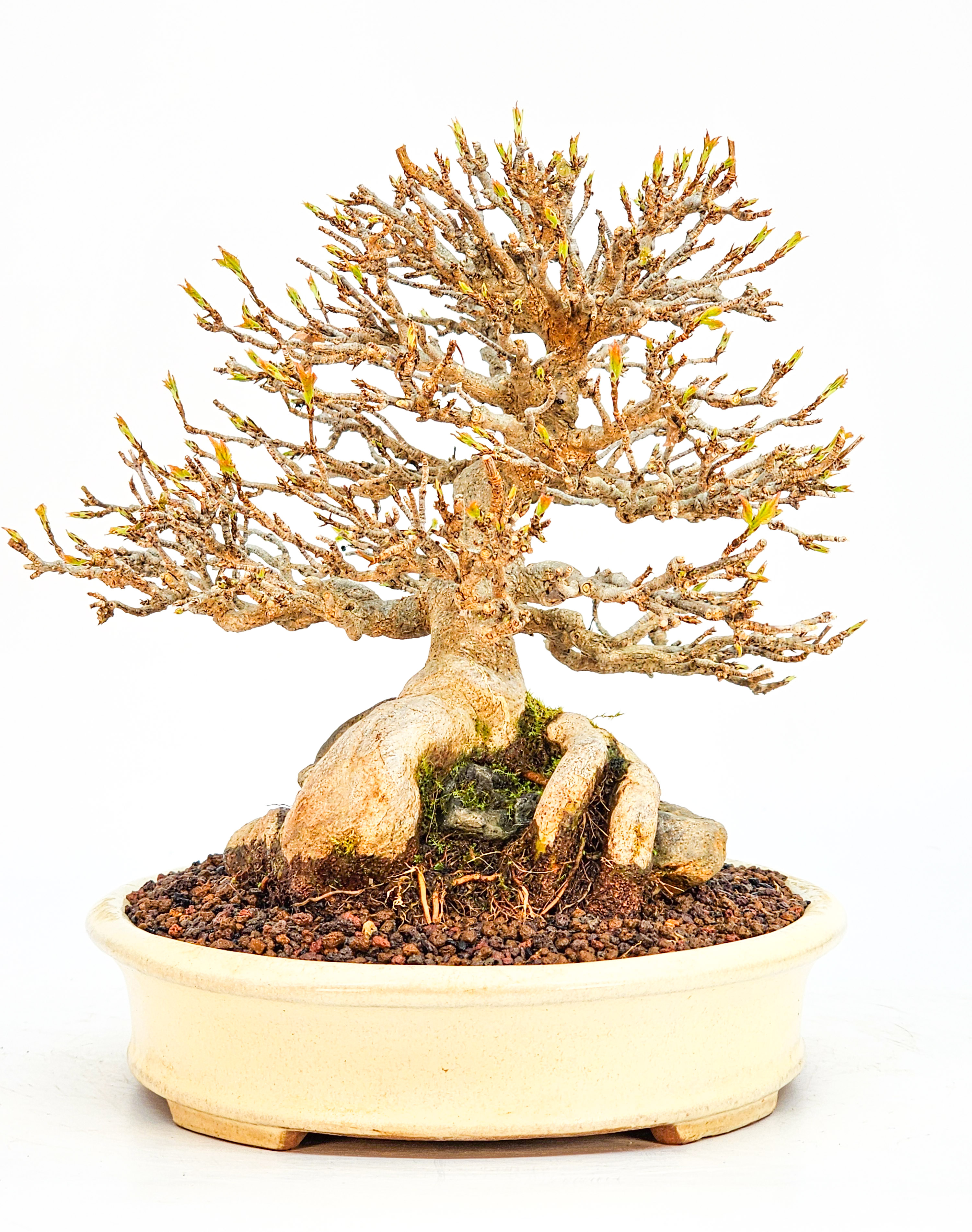 Bonsai Premium Dreispitzahorn - Acer buergerianum Ishizuki Shohin 17cm - Video