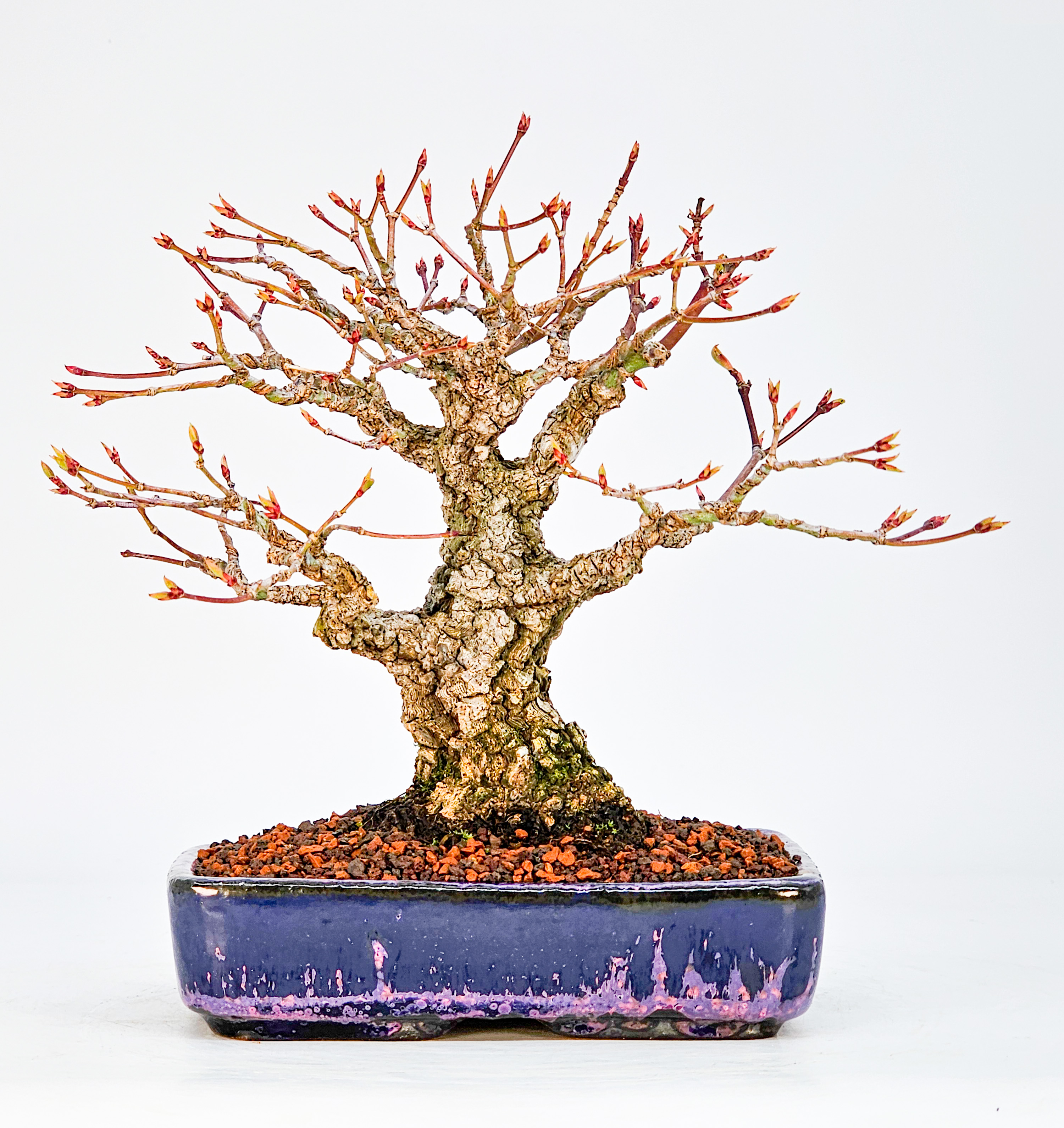 Bonsai Fächerahorn - Acer palmatum Arakawa Shohin 17cm Video