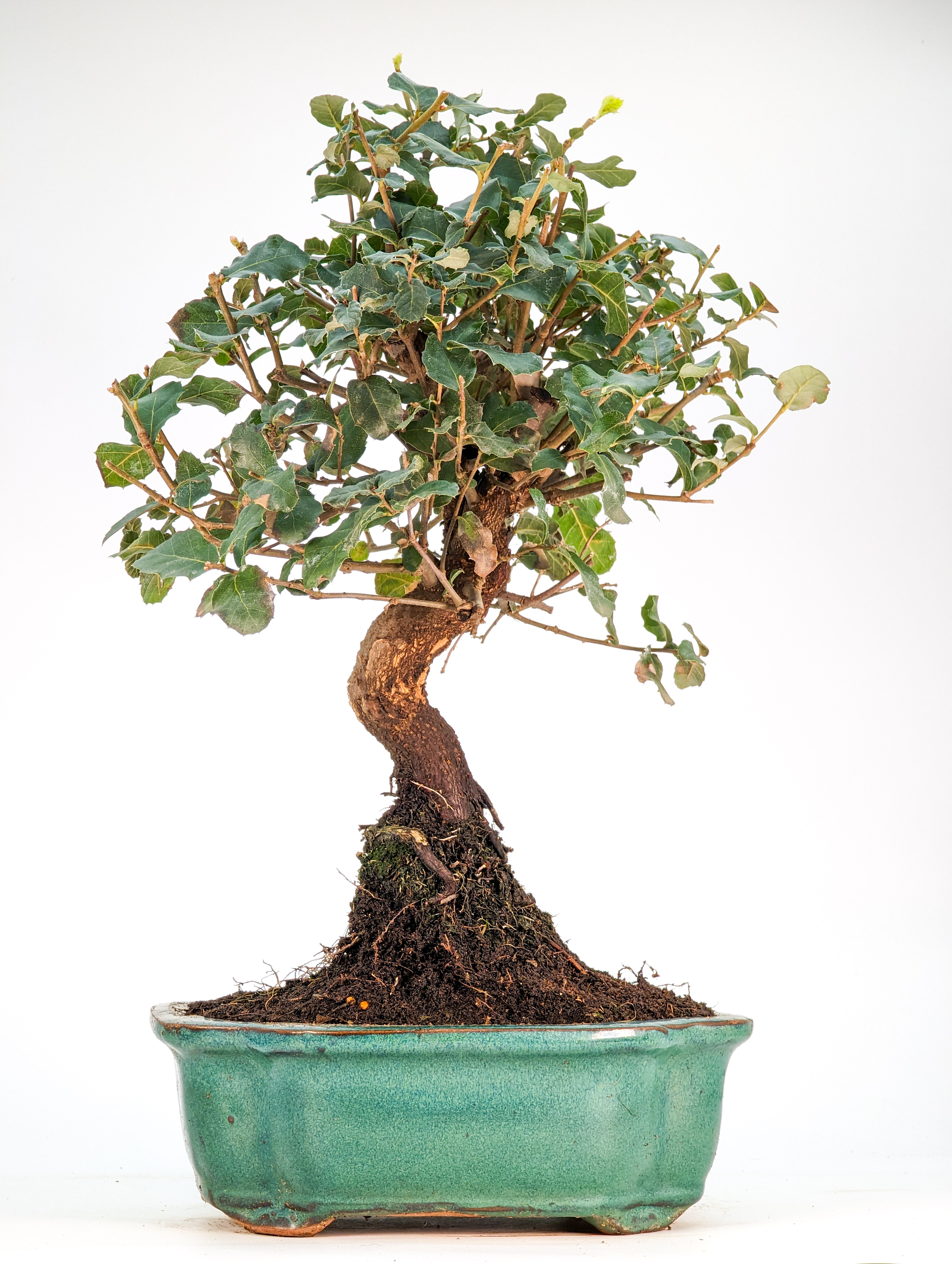 Bonsai Quercus suber Kork-Eiche 31cm