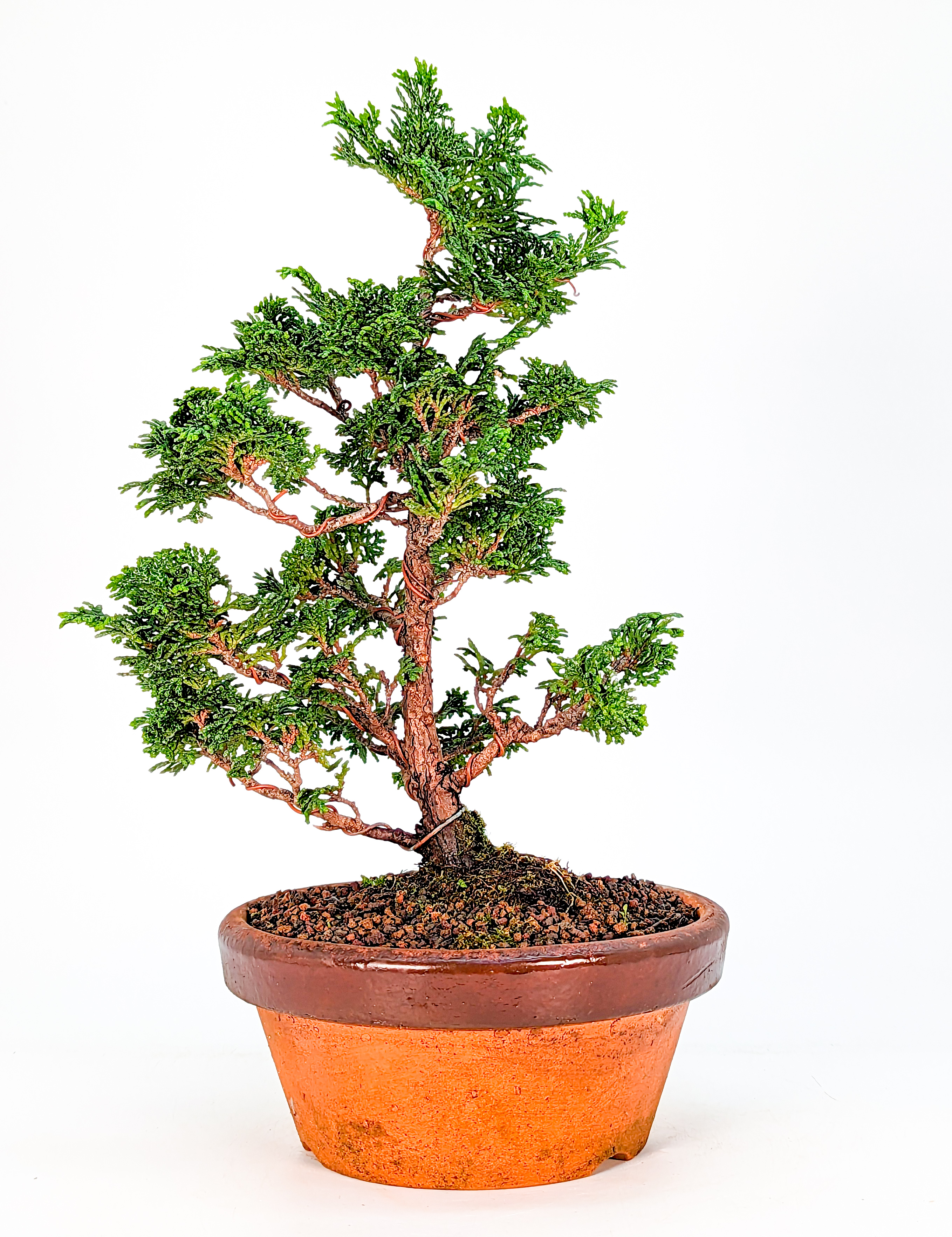 Bonsai Hinoki Scheinzypresse - chamaecyparis obtusa 25cm