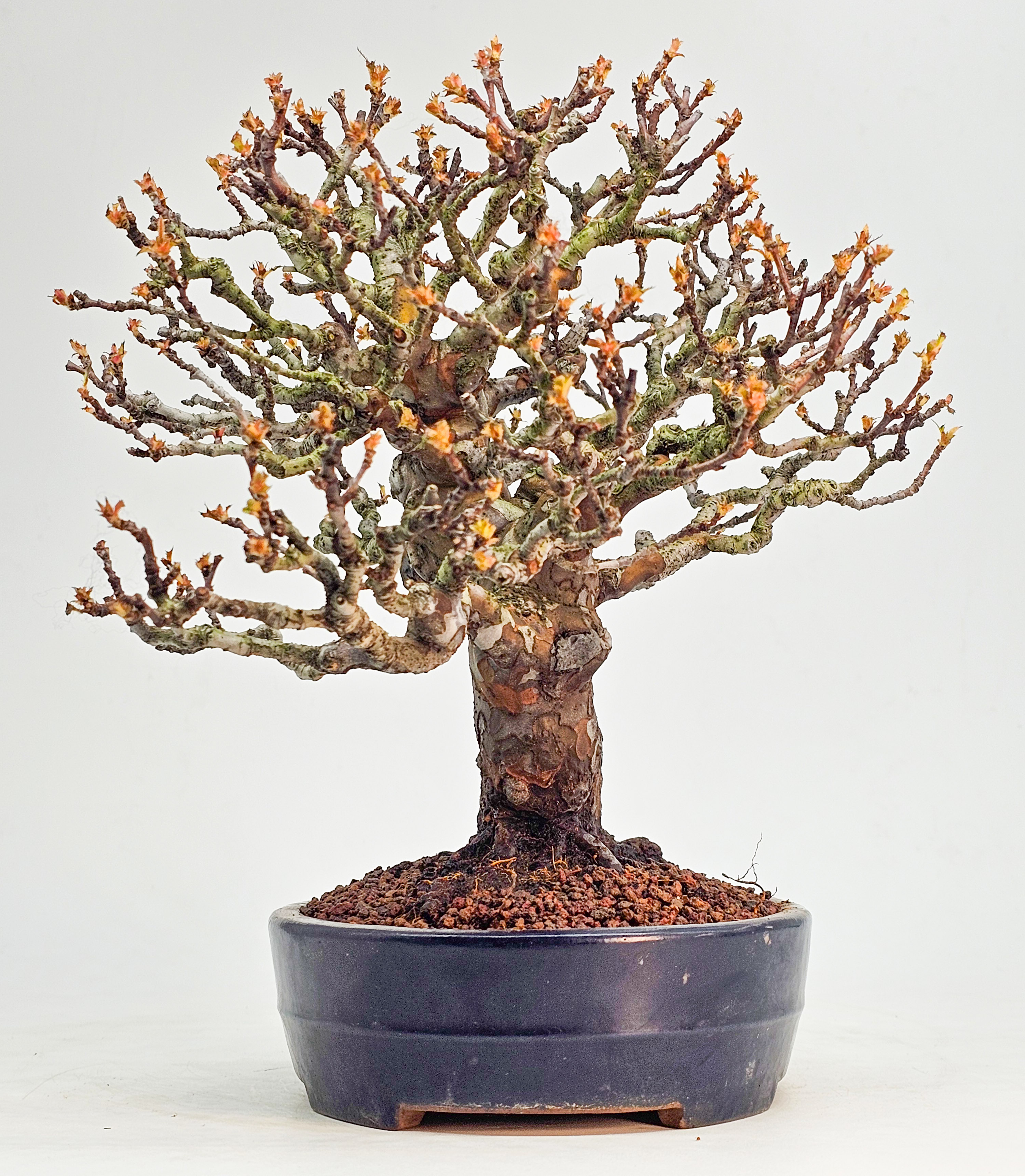 Bonsai Premium Quitte - Pseudocydonia sinensis Shohin 22cm 